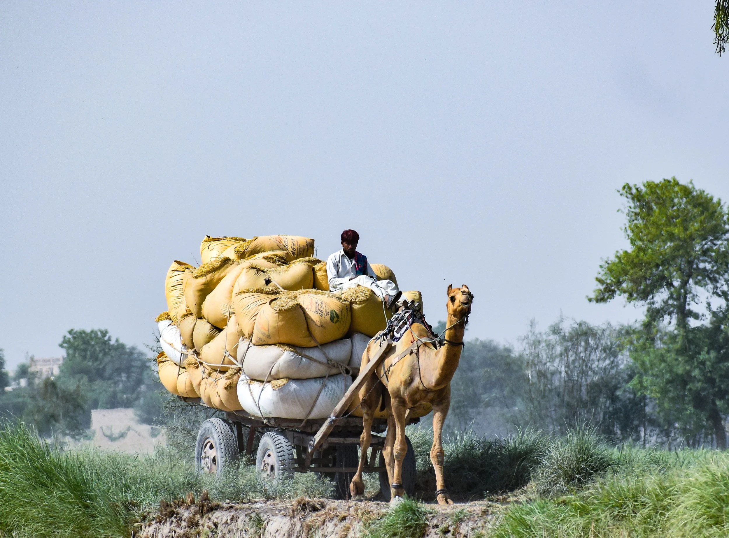 A man riding a camel pulling a cart loaded with large yellow sacks in a rural area with green trees and grass.