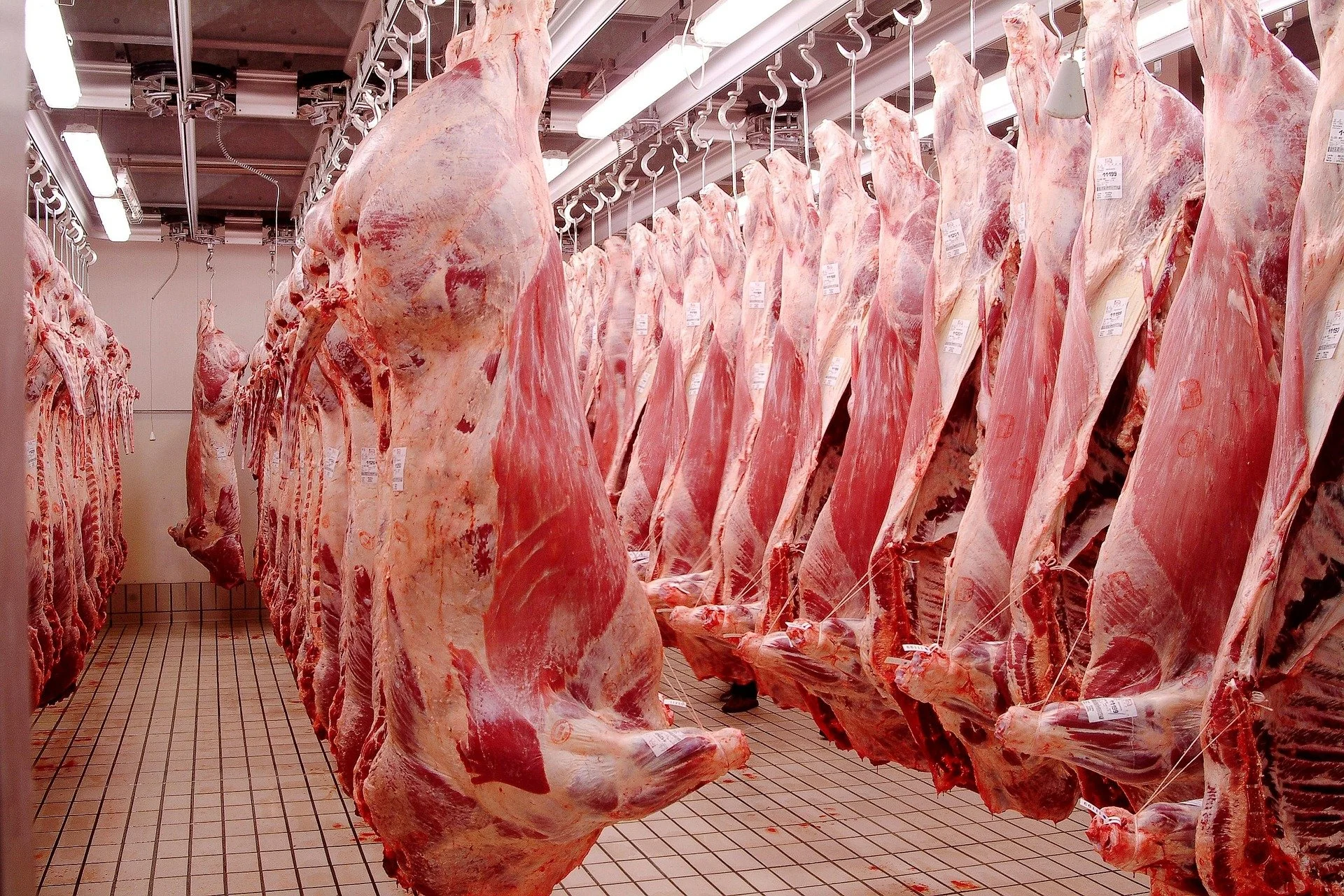 Butcher shop with large cuts of beef hanging from hooks in a refrigerated room.