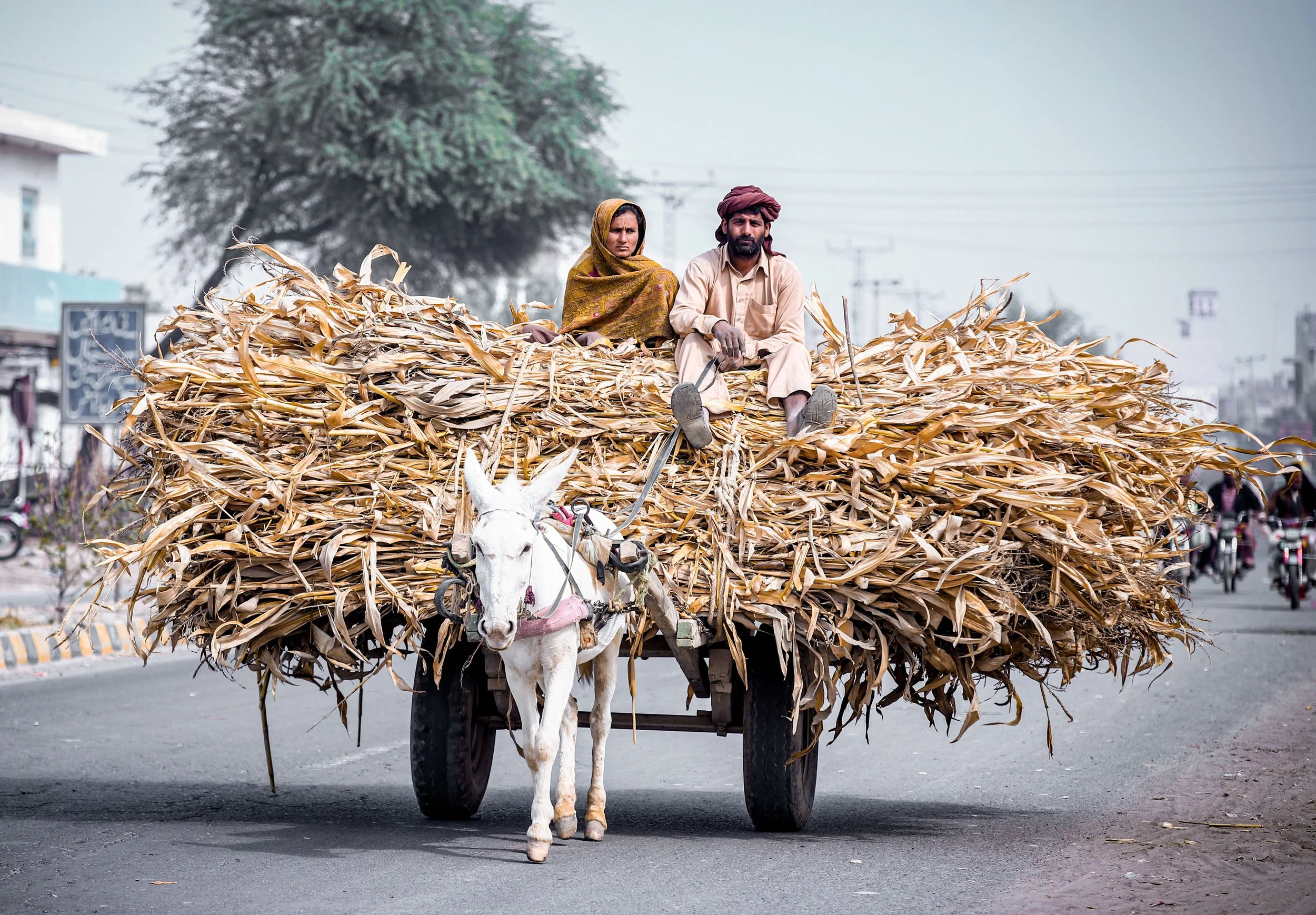 A white donkey pulling a cart loaded with dried yellowish corn stalks on an urban street, with a man and woman sitting on top of the corn, the woman wearing a yellow scarf and the man with a maroon turban. There are trees, buildings, and power lines in the background.