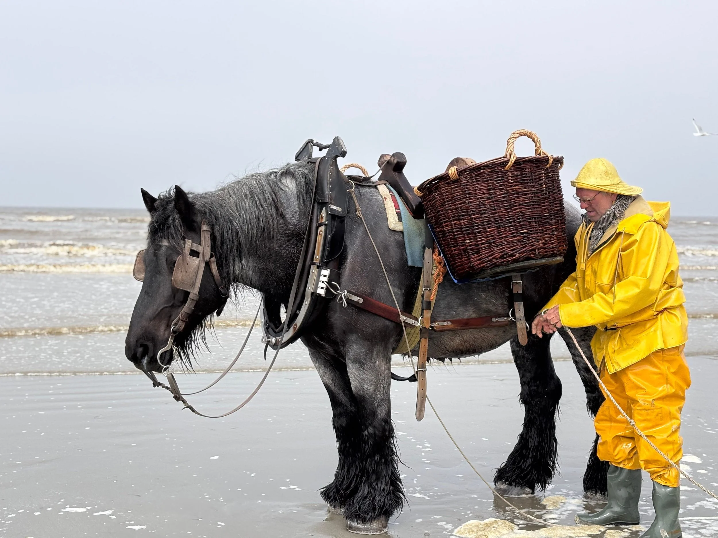 A person wearing yellow rain gear, including a bucket hat and rubber boots, is standing in the ocean with a horse. The horse is equipped with a saddle and a large wicker basket on its back, and it is standing in shallow water near the shore.