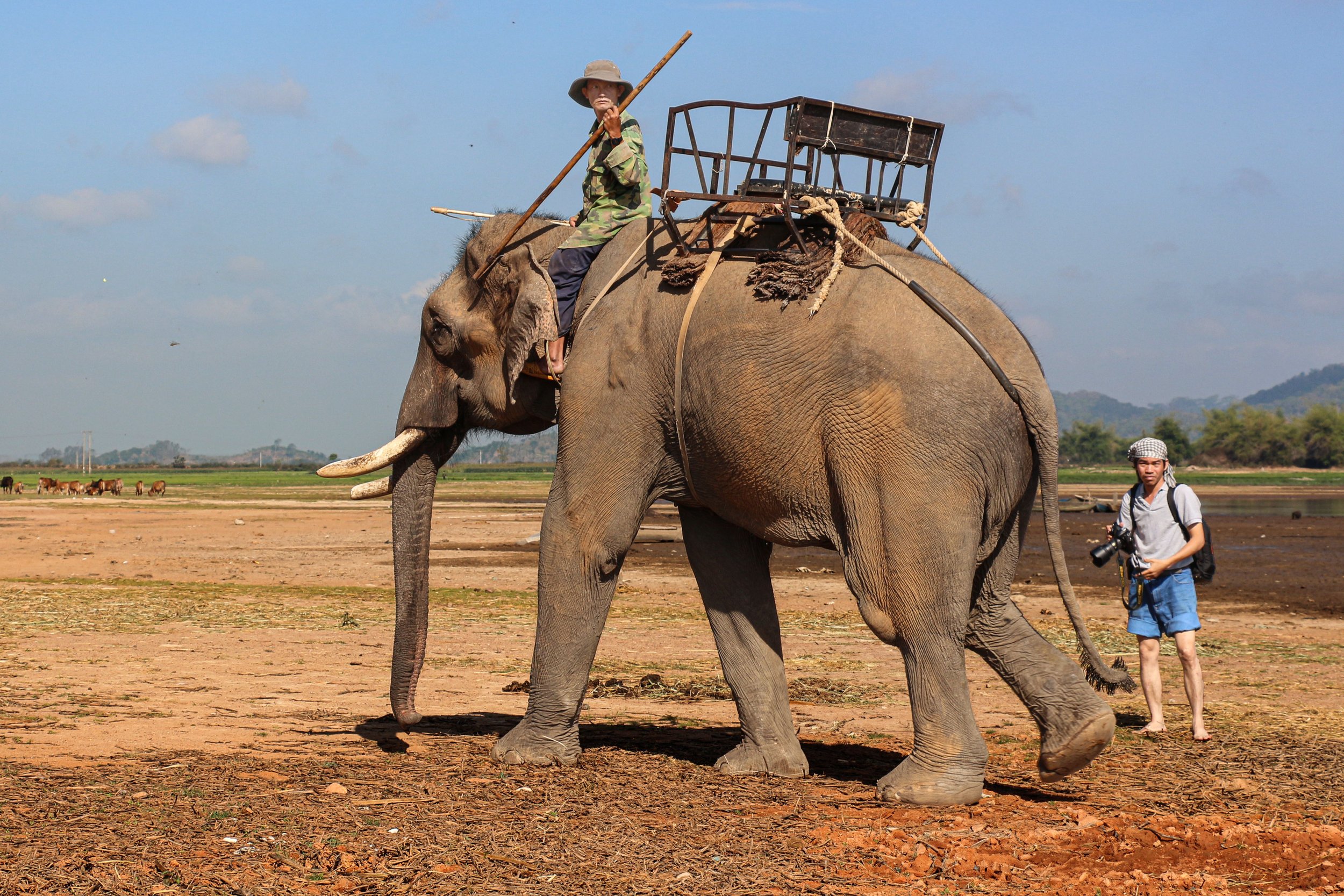 A person riding an elephant with a wooden seat on its back, holding a stick, in a rural landscape with a man standing nearby holding a camera, and cows grazing in the background.
