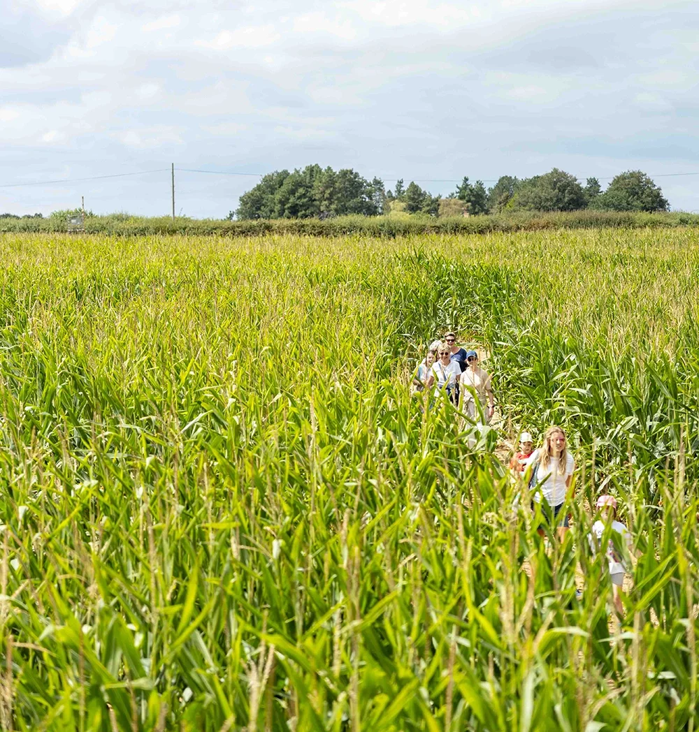 A family following the paths in the maize maze
