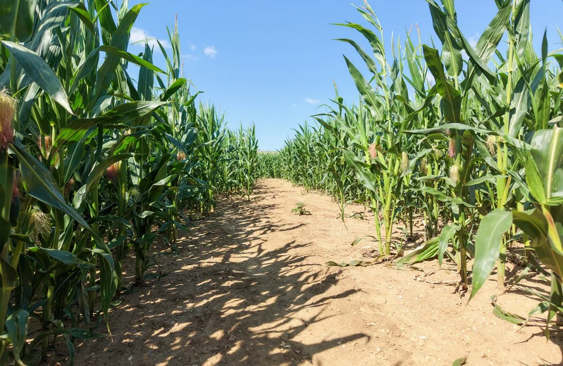 Paths in the maize maze on the West Barsham estate
