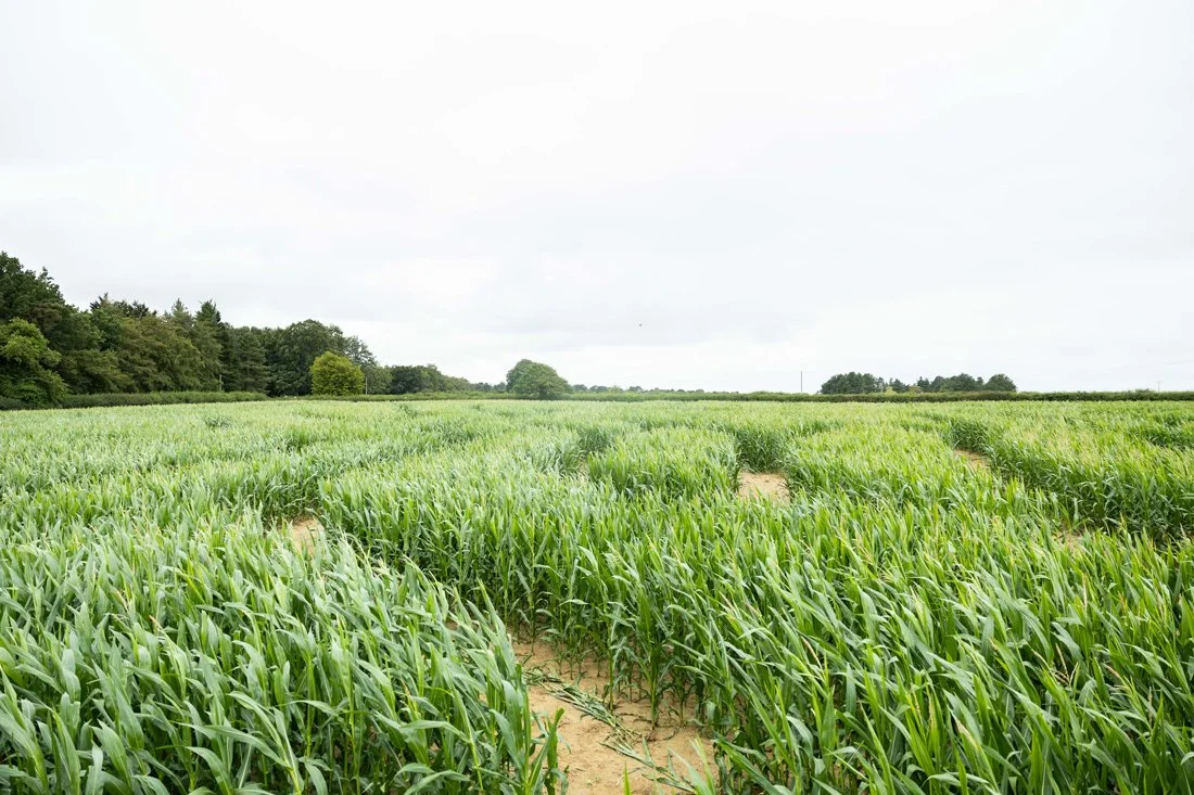 A view across the upper part of the Barsham Maize Maze