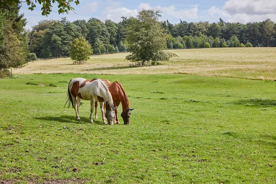 Horses grazing in the parkland at the rear of Meadow House
