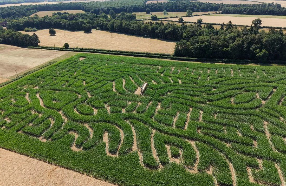 The Barsham Maize Maze and viewing platform seen from above