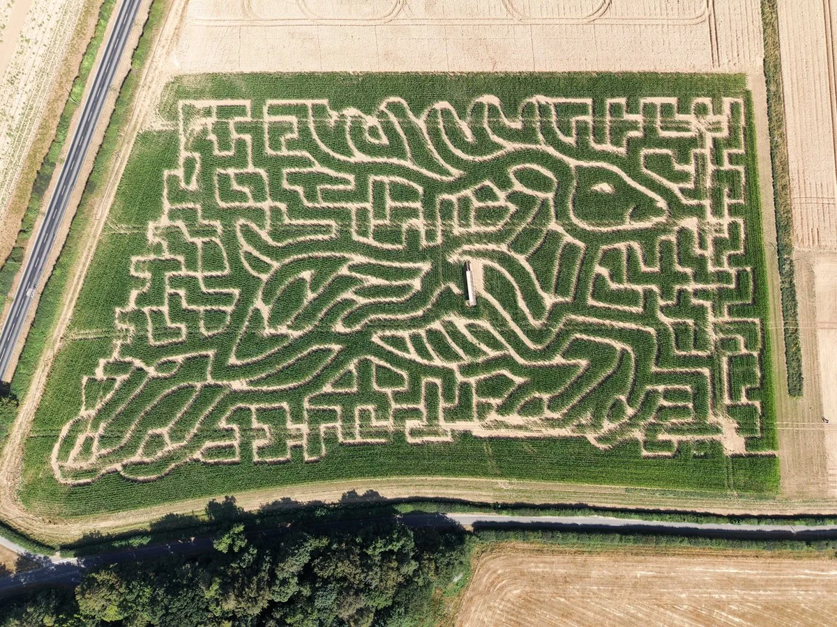 The Barsham Maize Maze design of a leaping deer seen from above