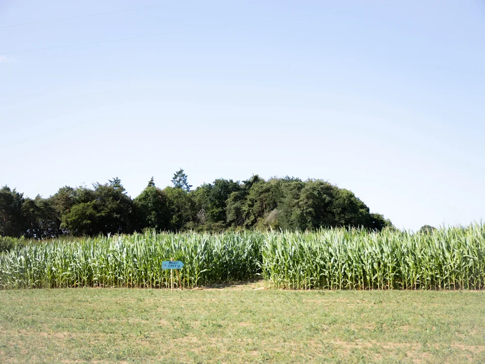 The entrance to the Barsham Maize Maze