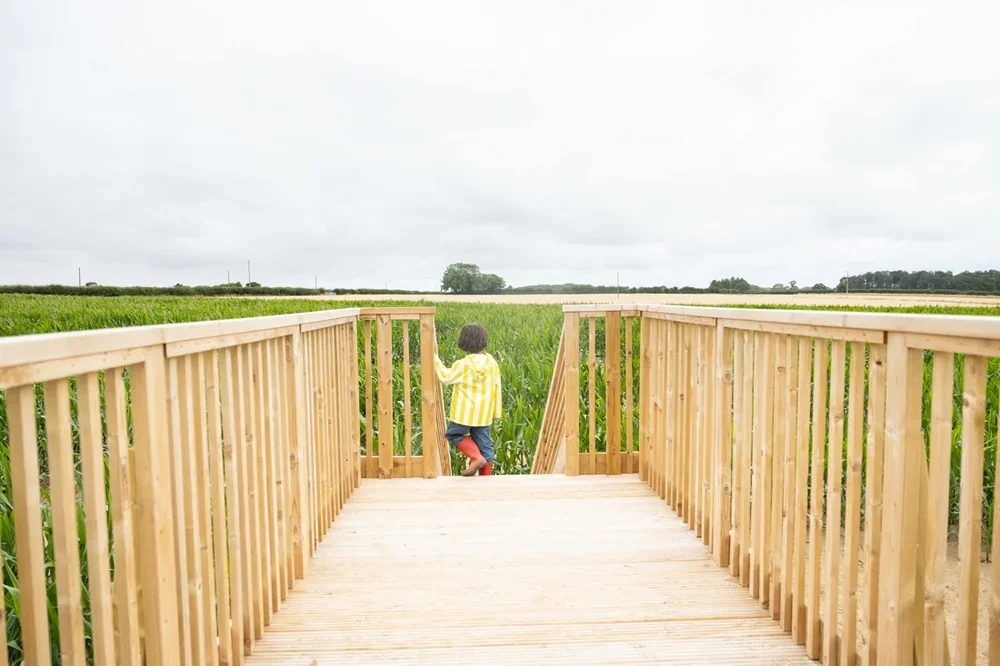 A child on the viewing platform in the middle of the Barsham Maize Maze