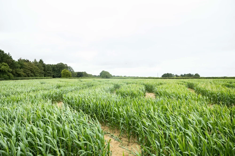A view across the upper part of the Barsham Maize Maze