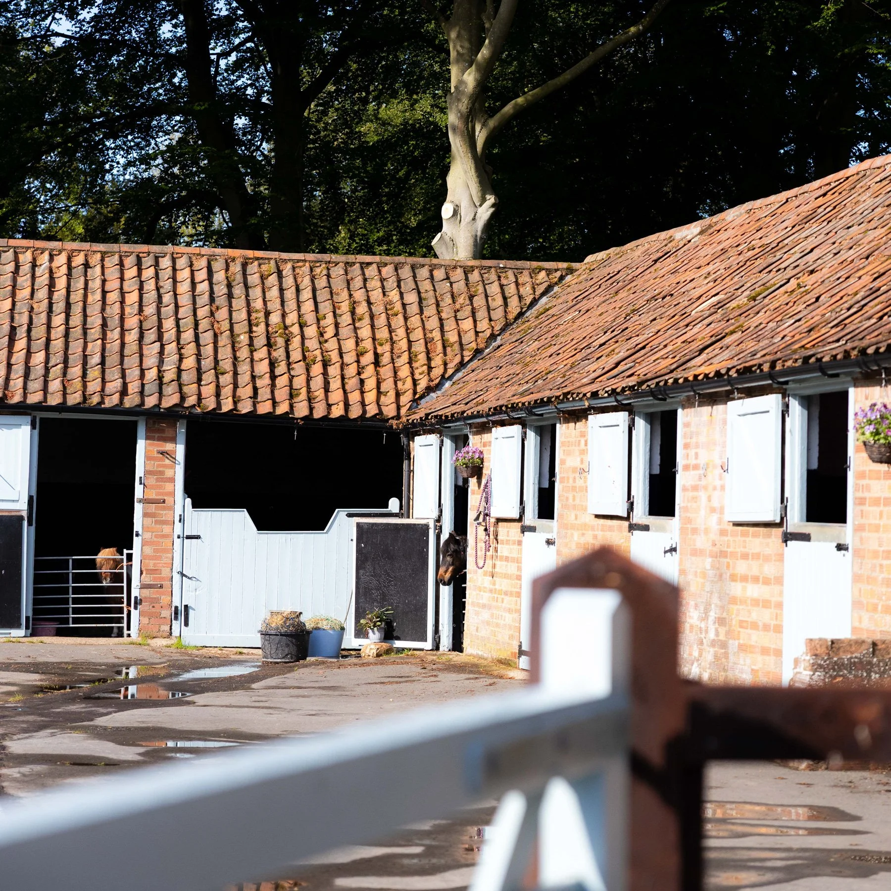 The livery yard on the Barsham estate