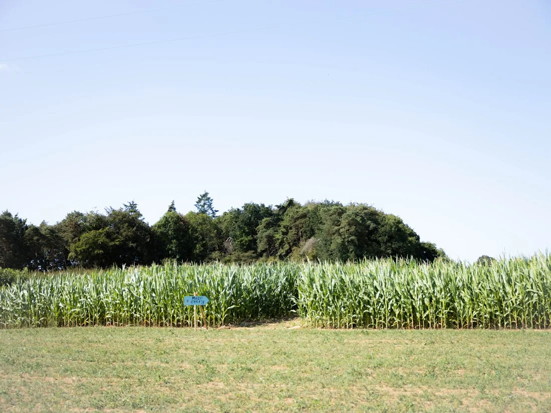 The entrance to the Barsham Maize Maze