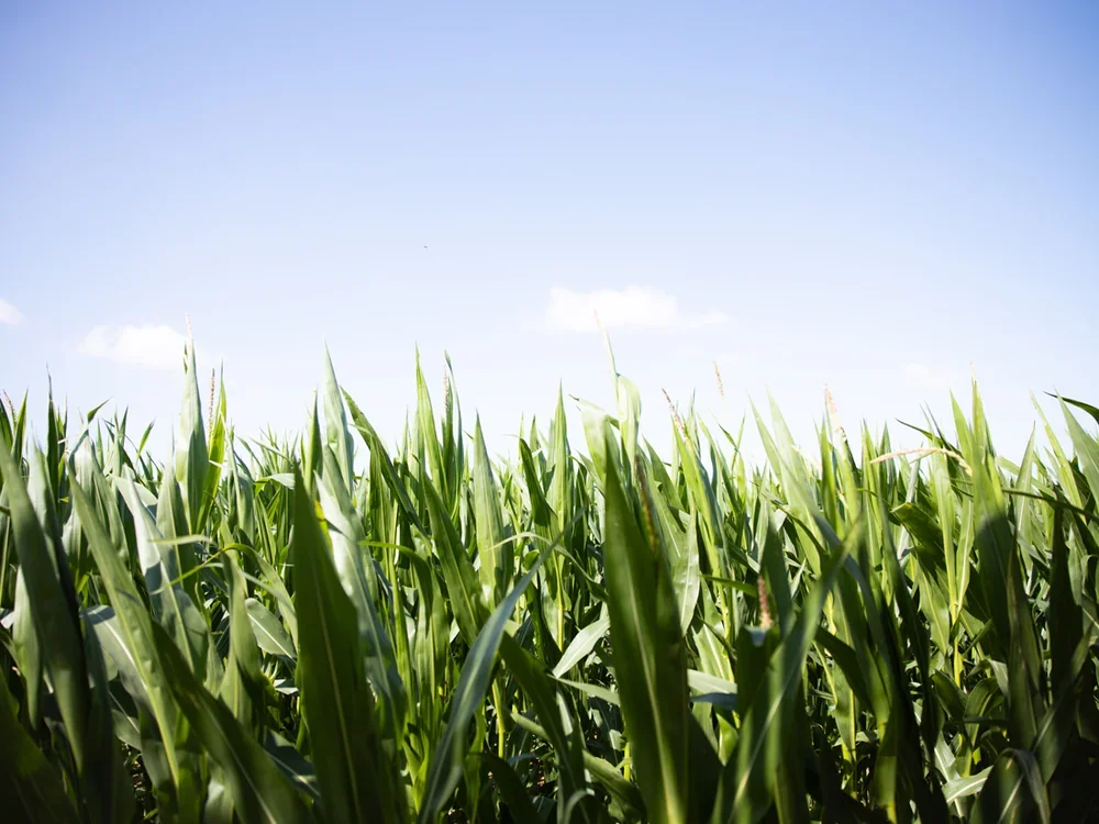 Close up view of the maize in the Barsham Maize Maze