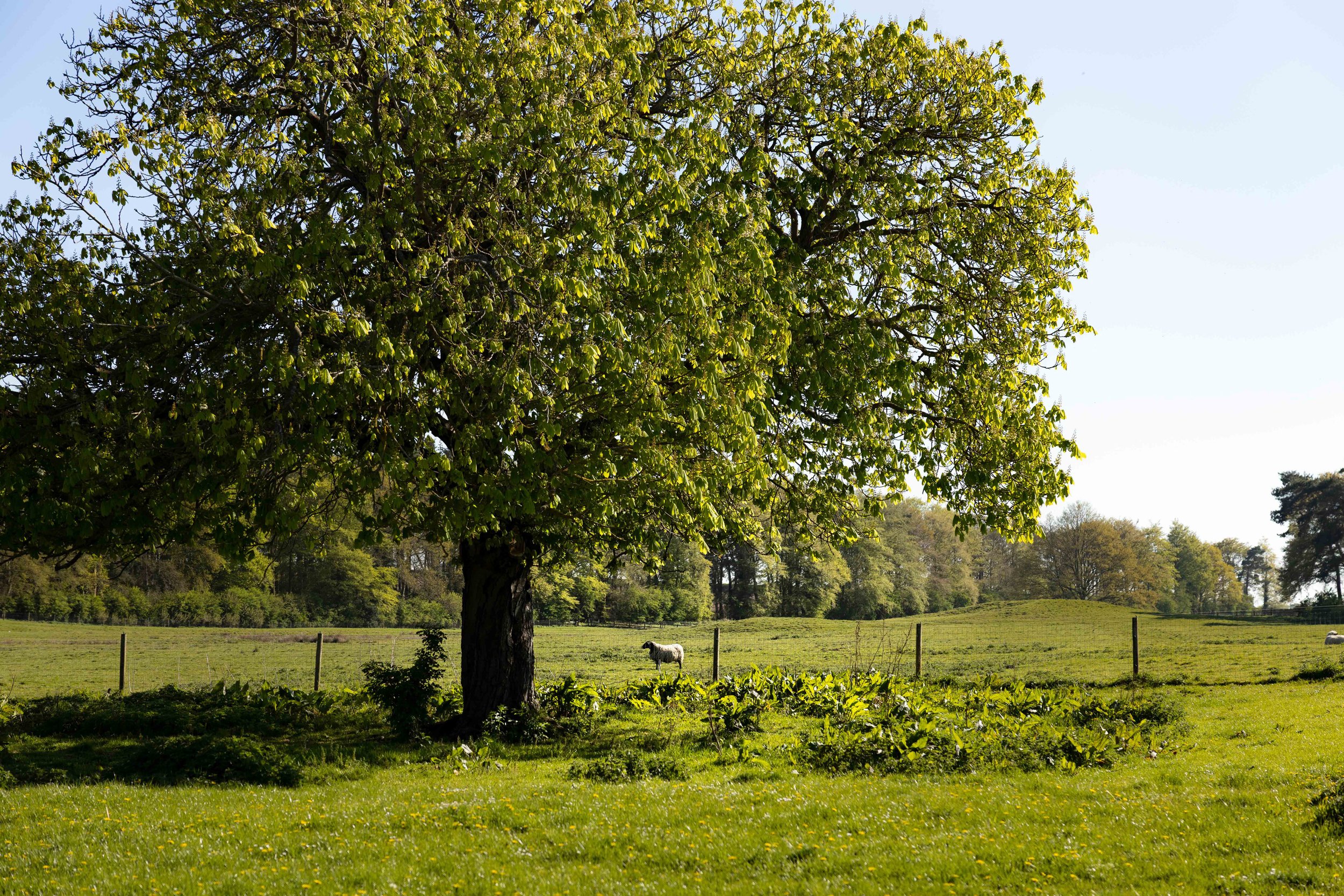 Sheep grazing in the meadows on the Barsham estate