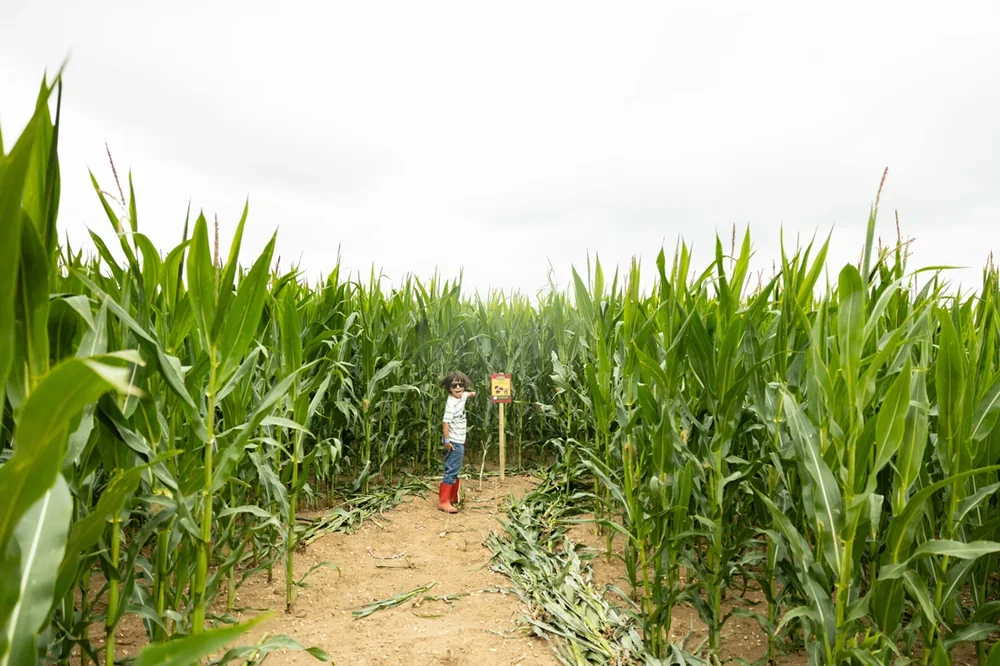 Paths in the maize maze on the West Barsham estate