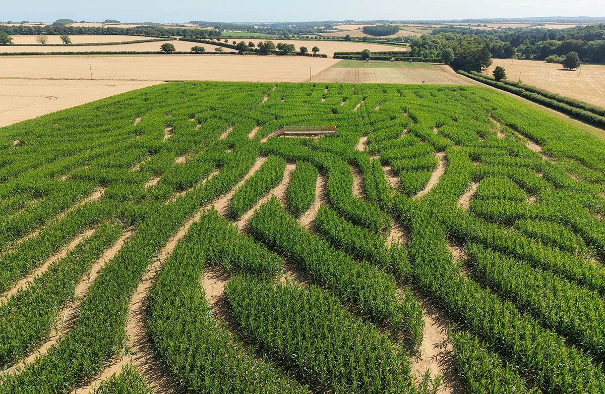 The Barsham Maize Maze and viewing platform