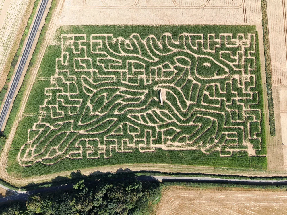 The leaping deer design of the Barsham Maize Maze seen from the air