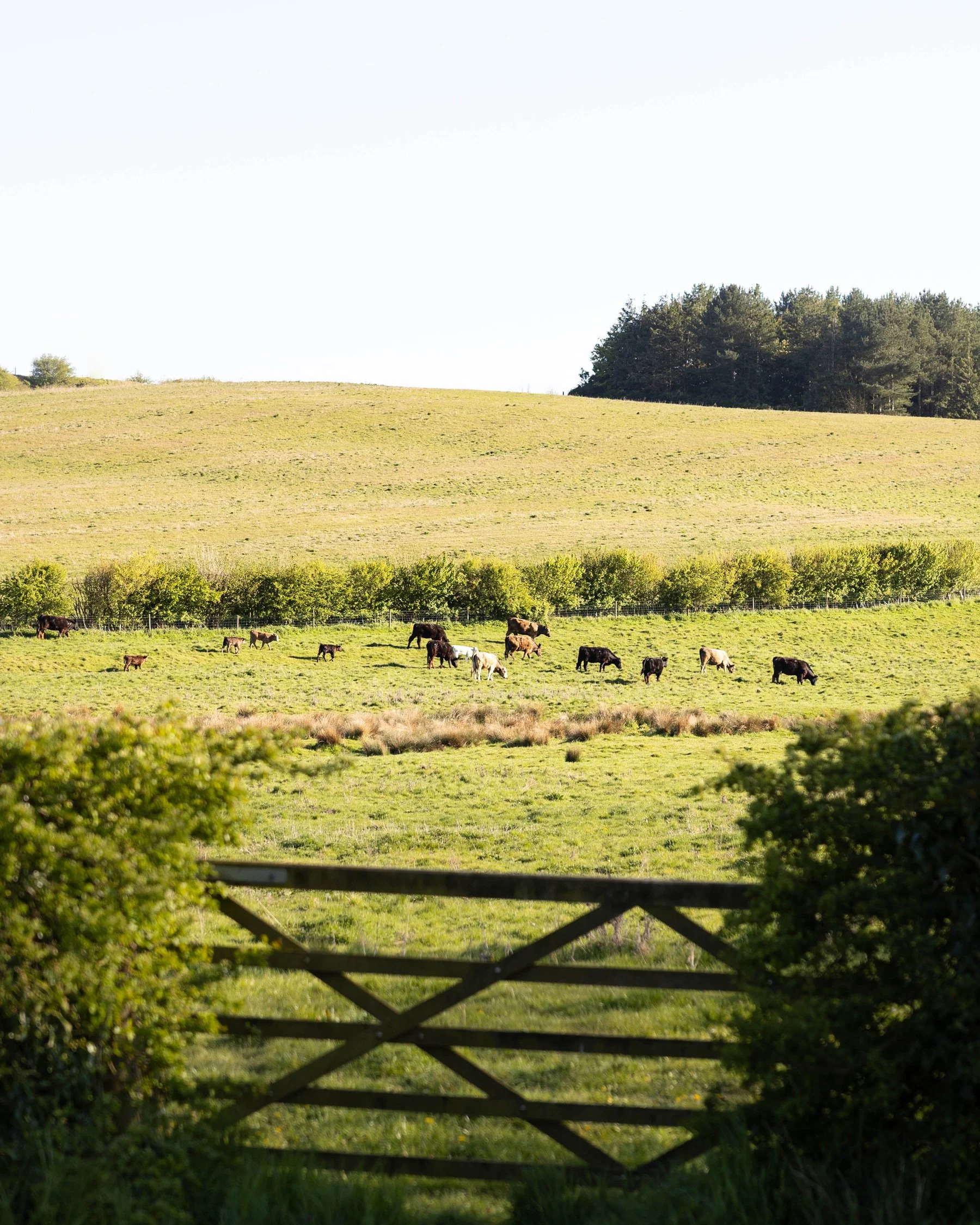 The rolling countryside surrounding Barsham's versatile, large holiday homes