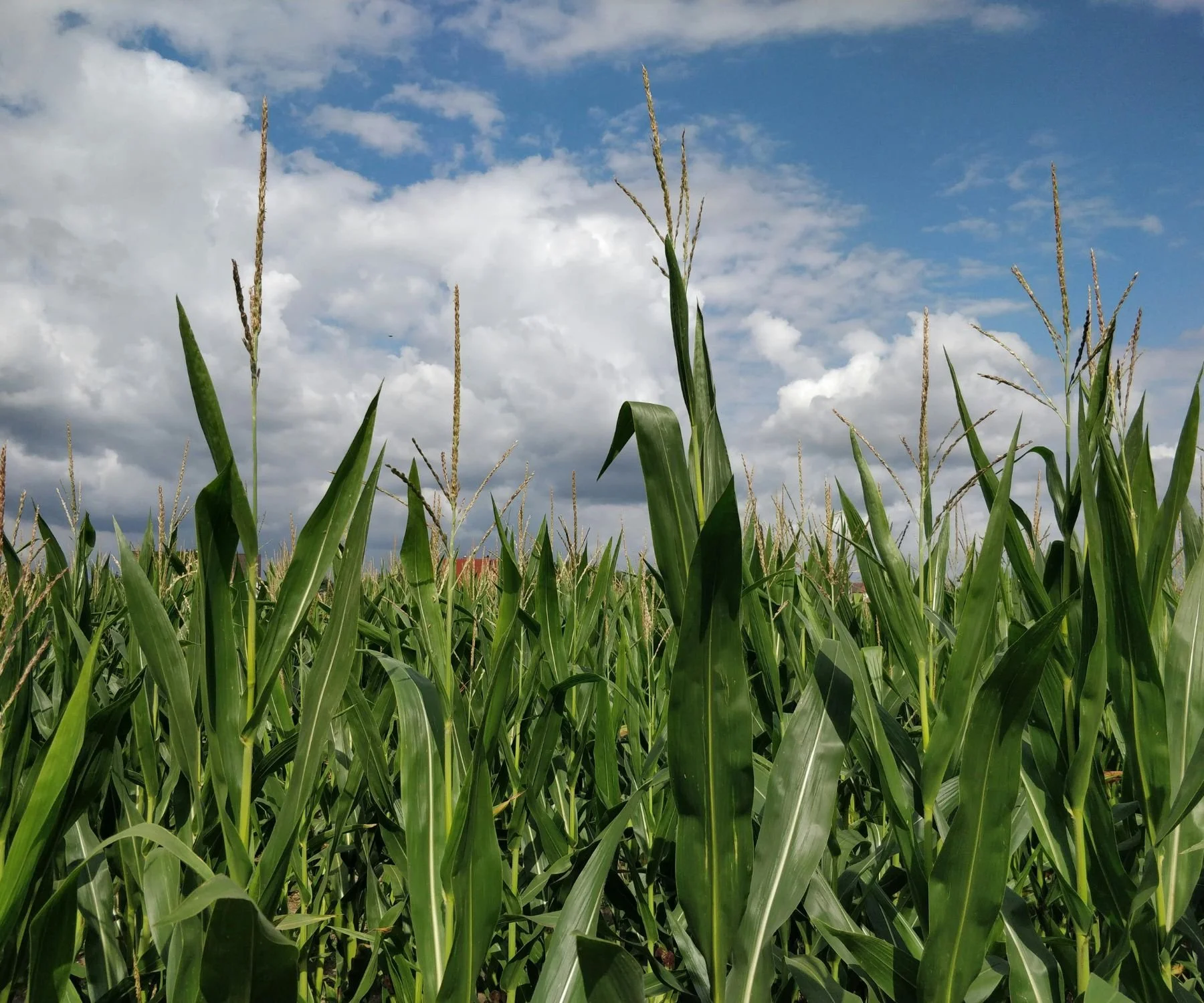 North Norfolk's newest Maize Maze on the West Barsham Estate