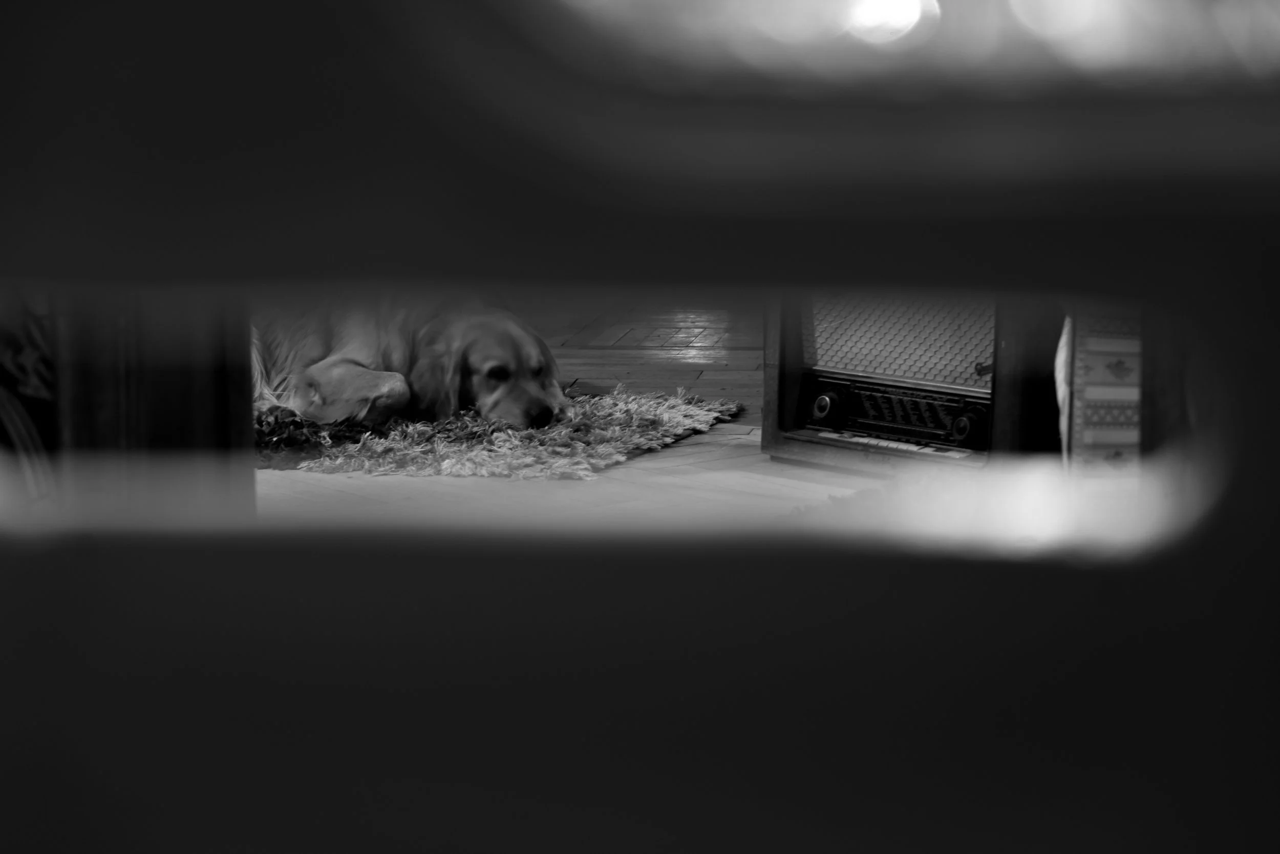 DSC_4132.jpg