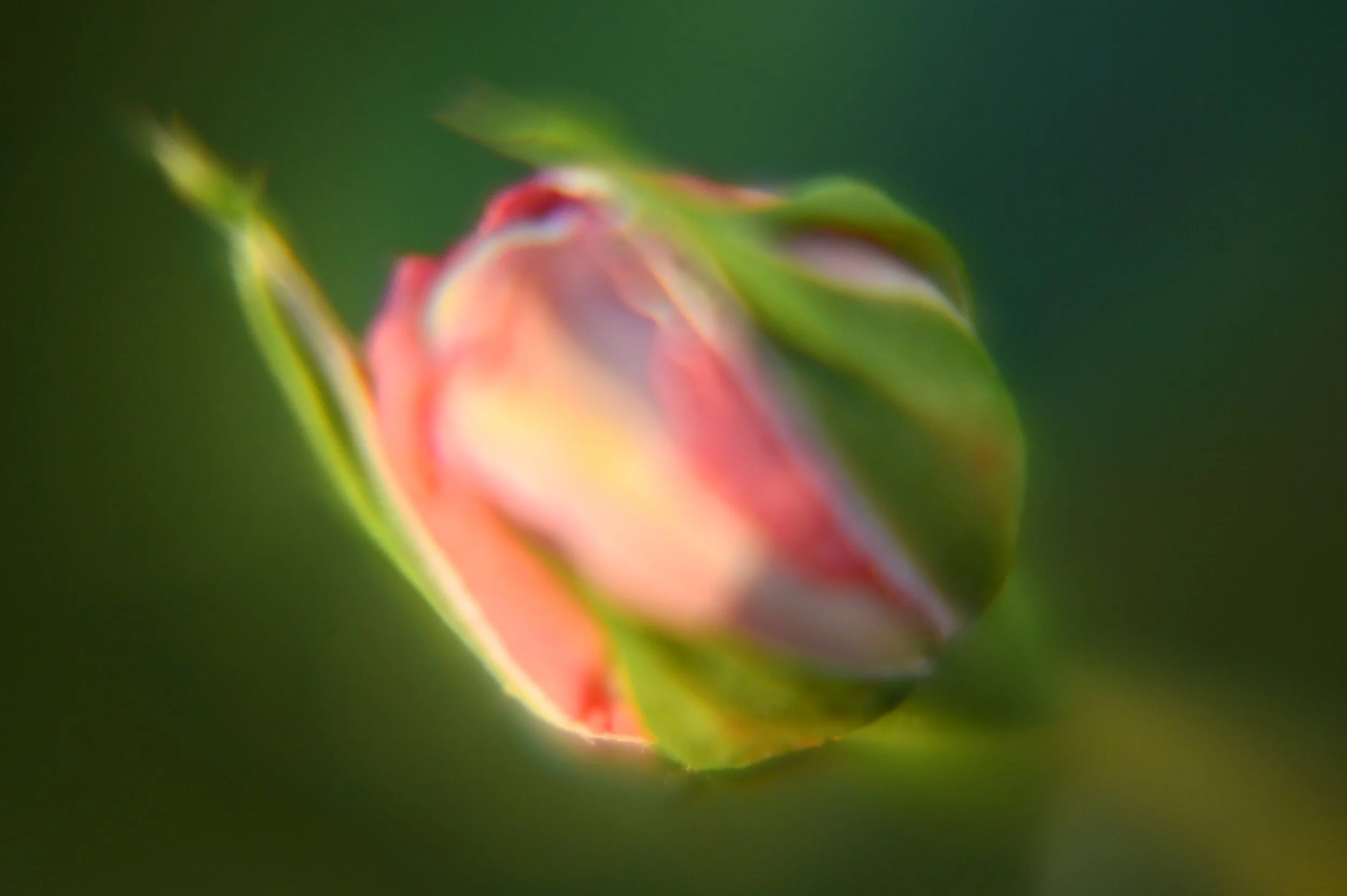 DSC_0509.jpg
