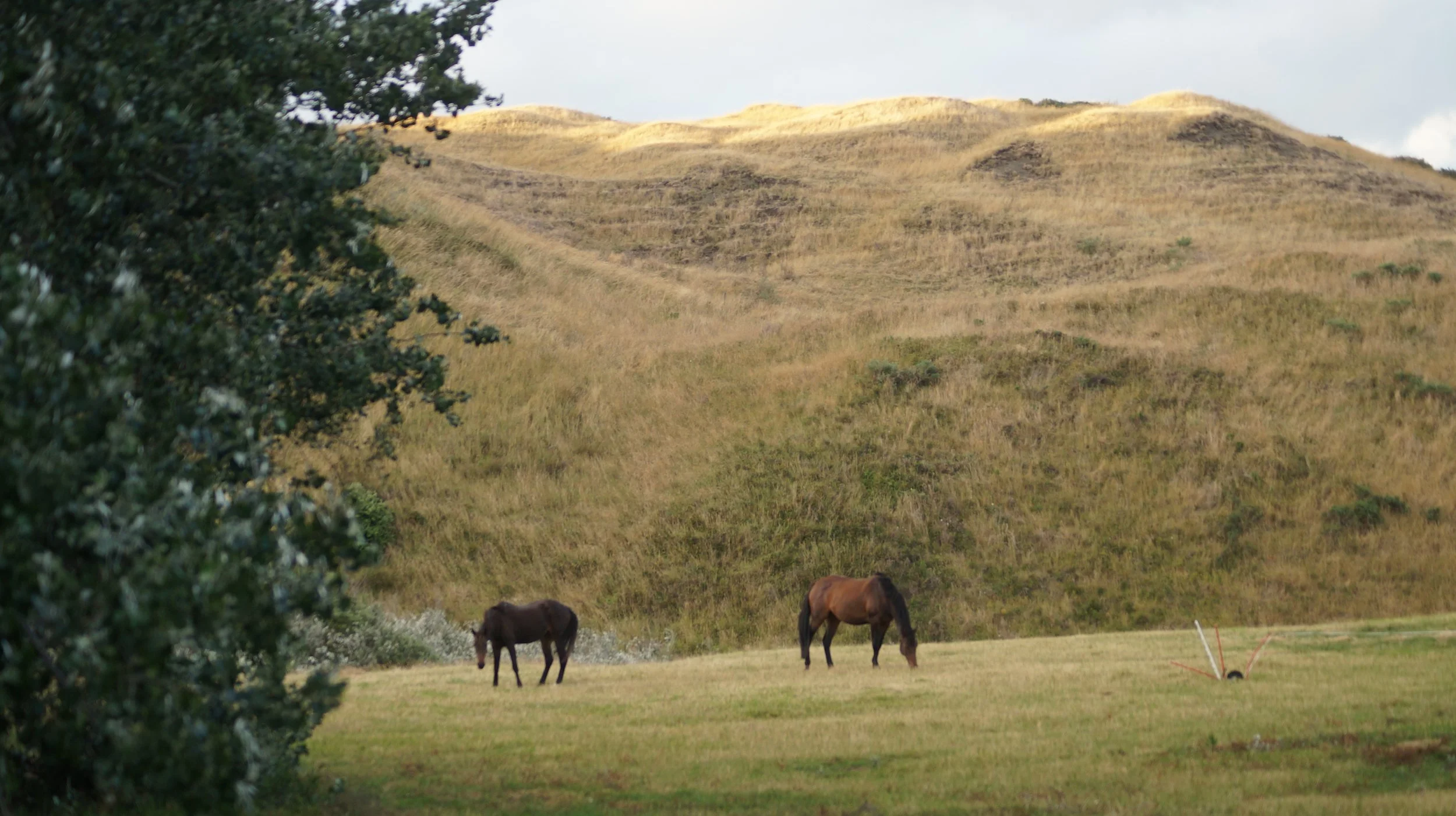 horses grazing
