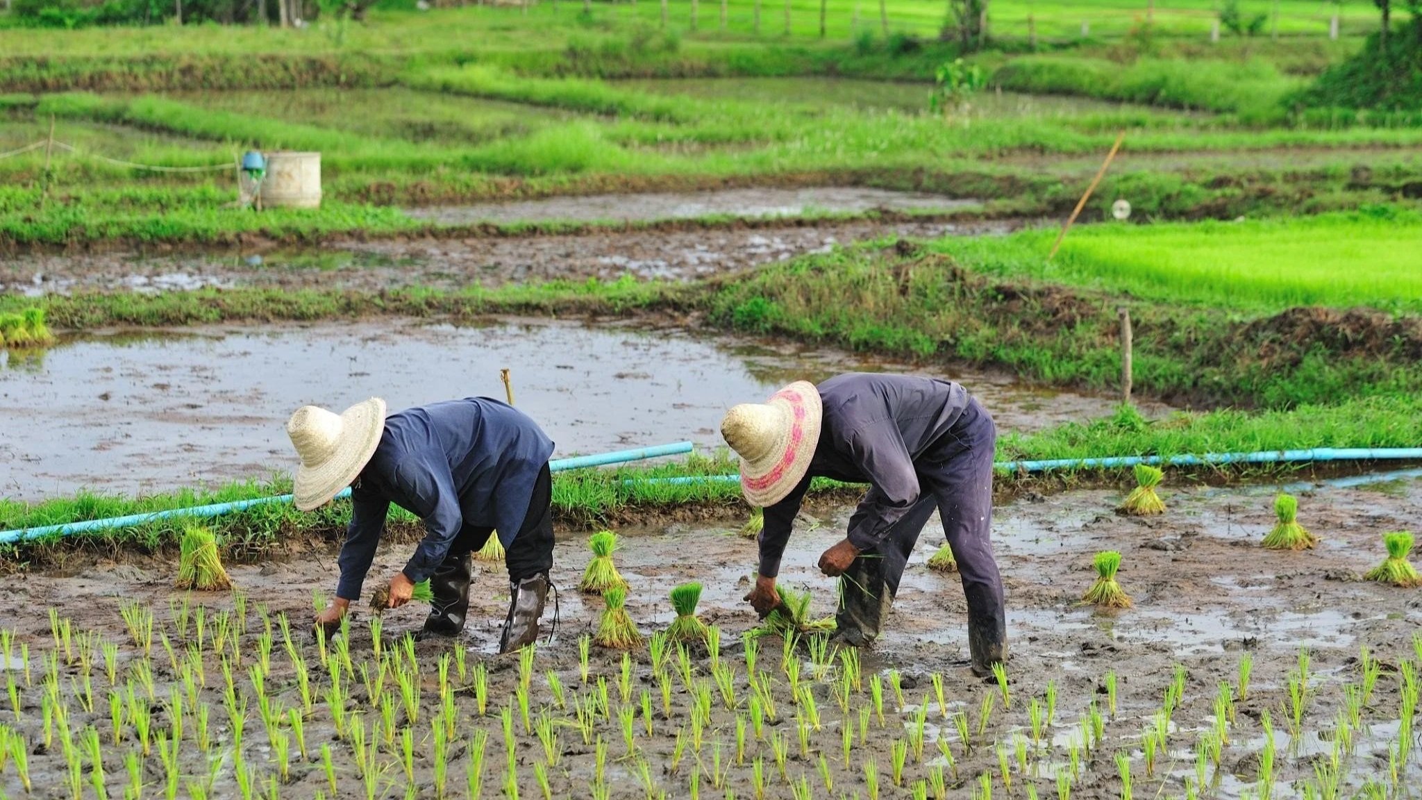 Photo: Nepal Rice Planting