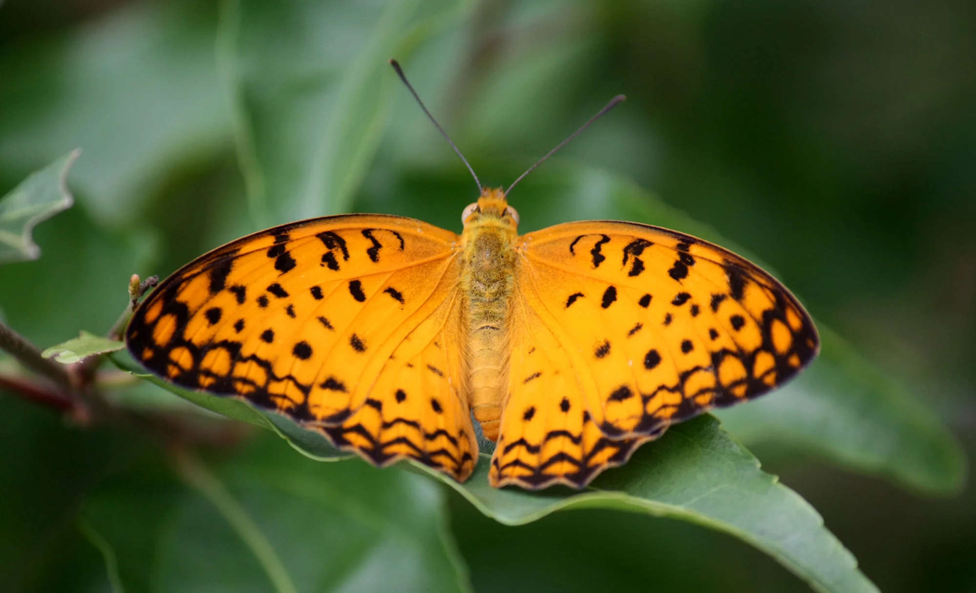 Fascinating Wildlife of Nepal