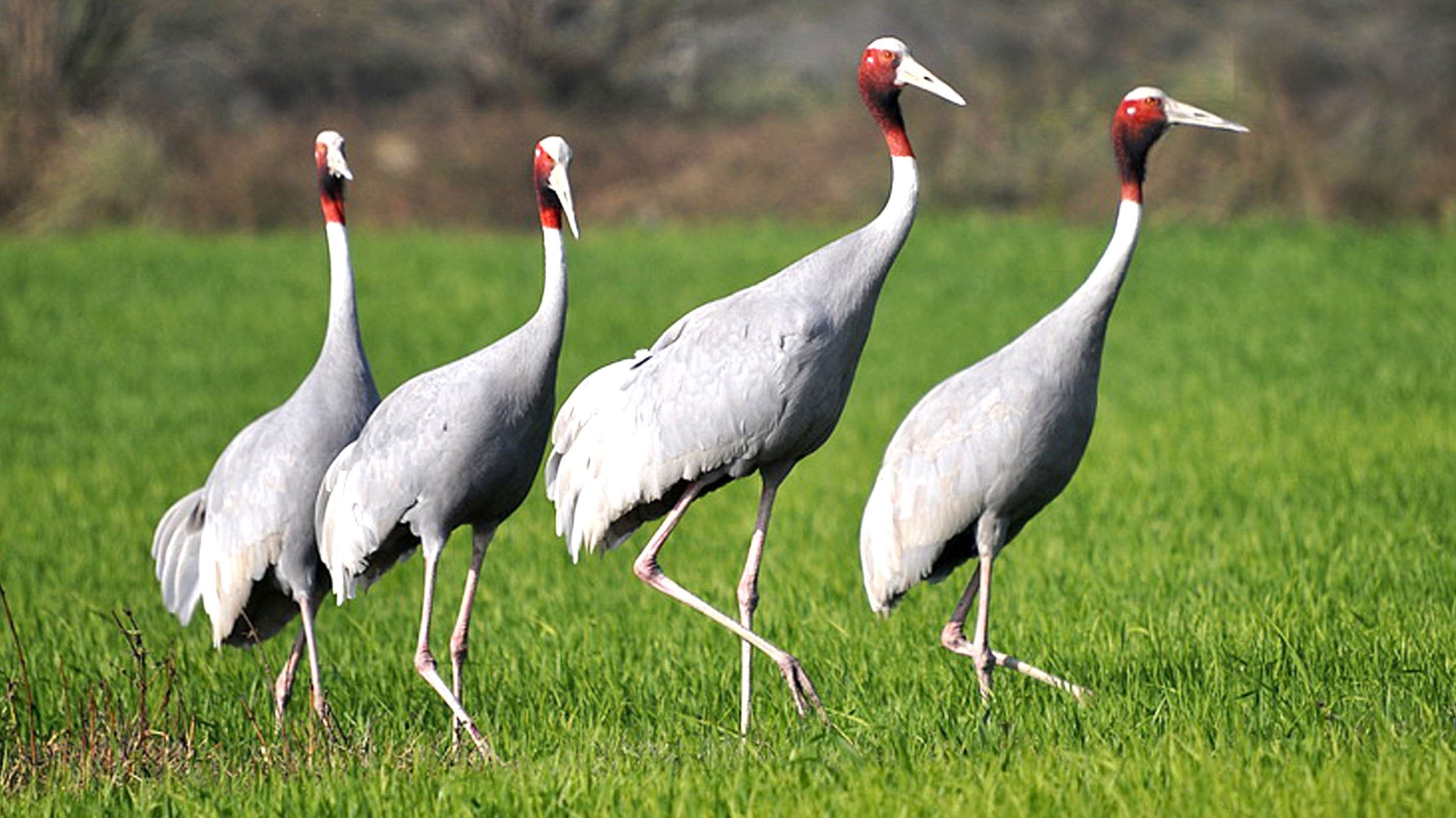 Asian Safari Destination Nepal