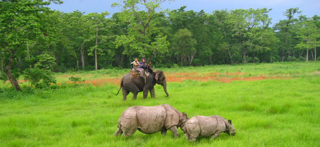 Chitwan National Park, the Real thing