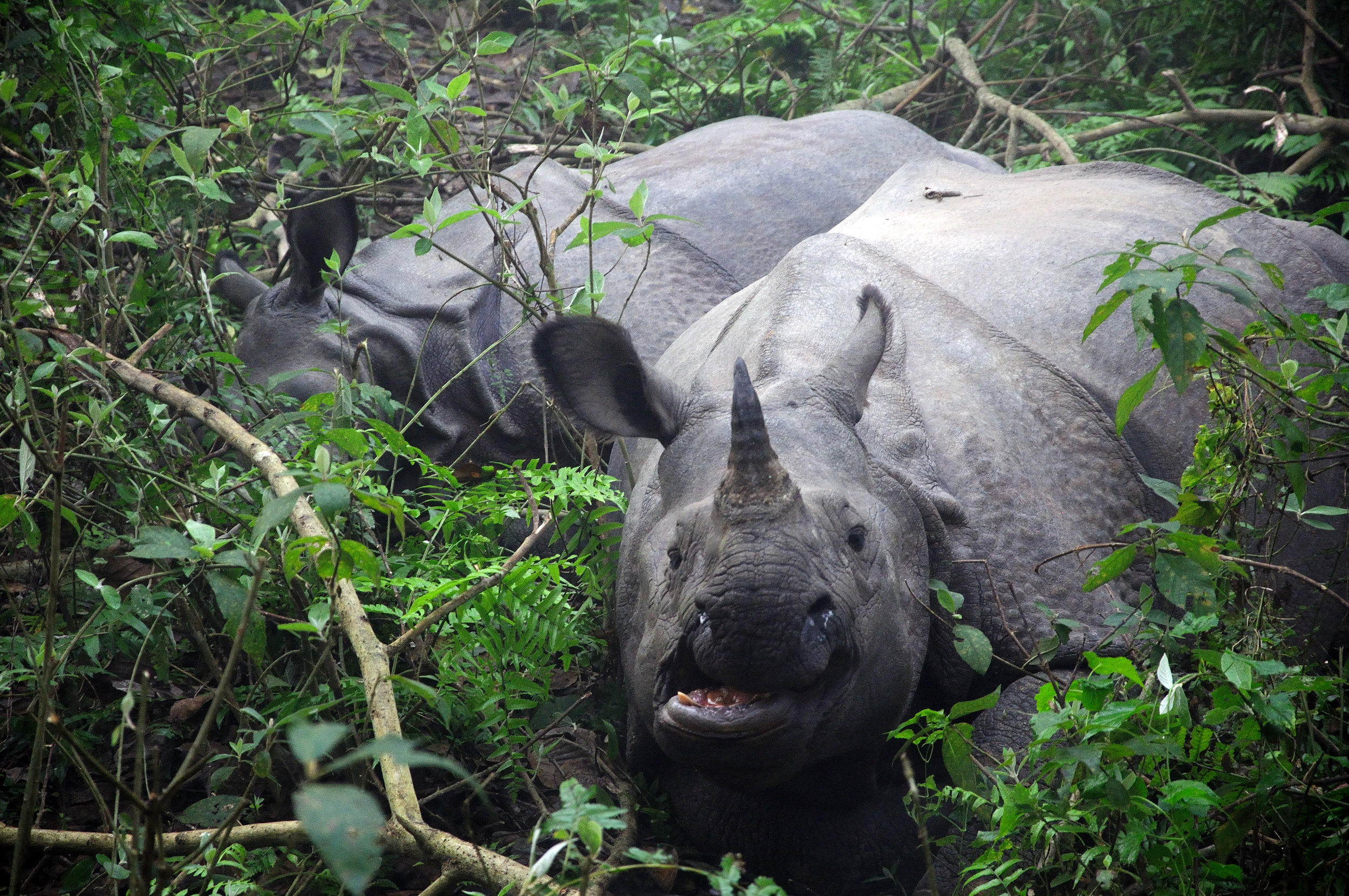 UNESCO World Heritage Edition: Chitwan National Park 