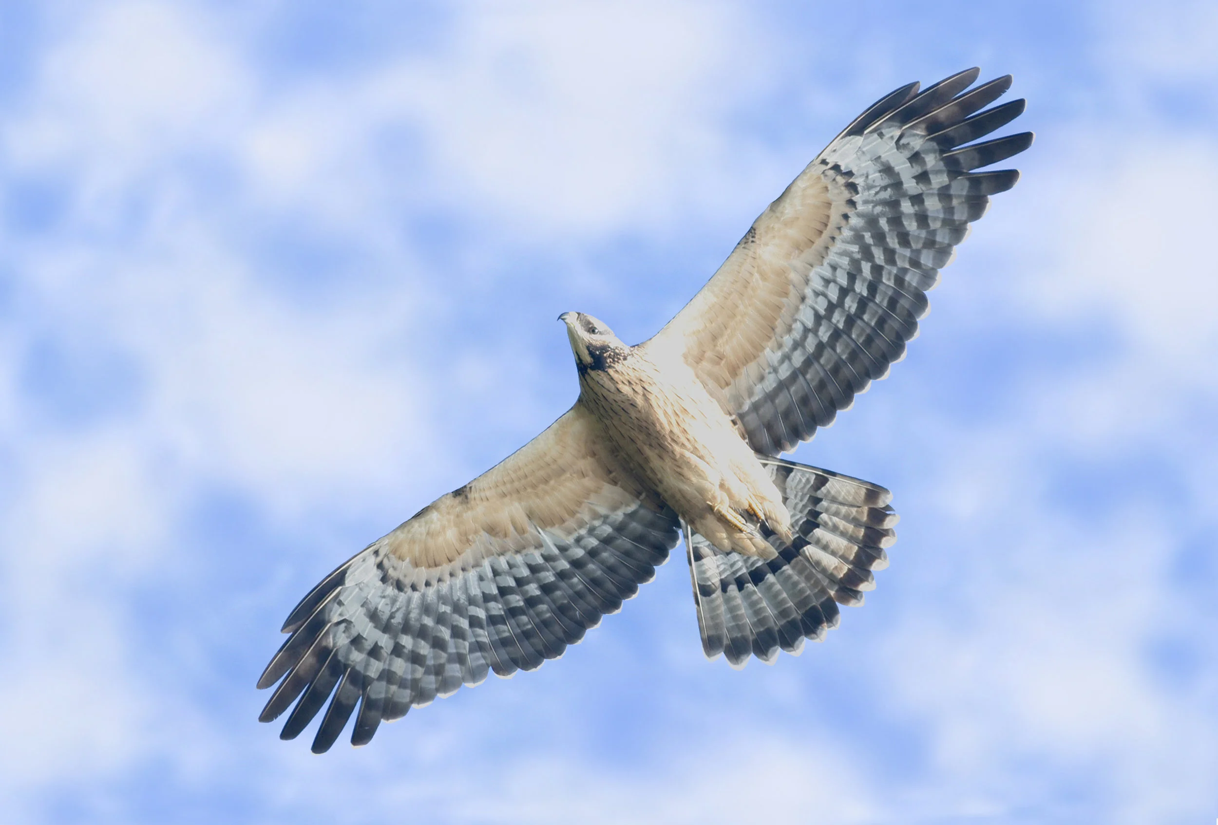 Avifauna Jewels Of Chitwan National Park