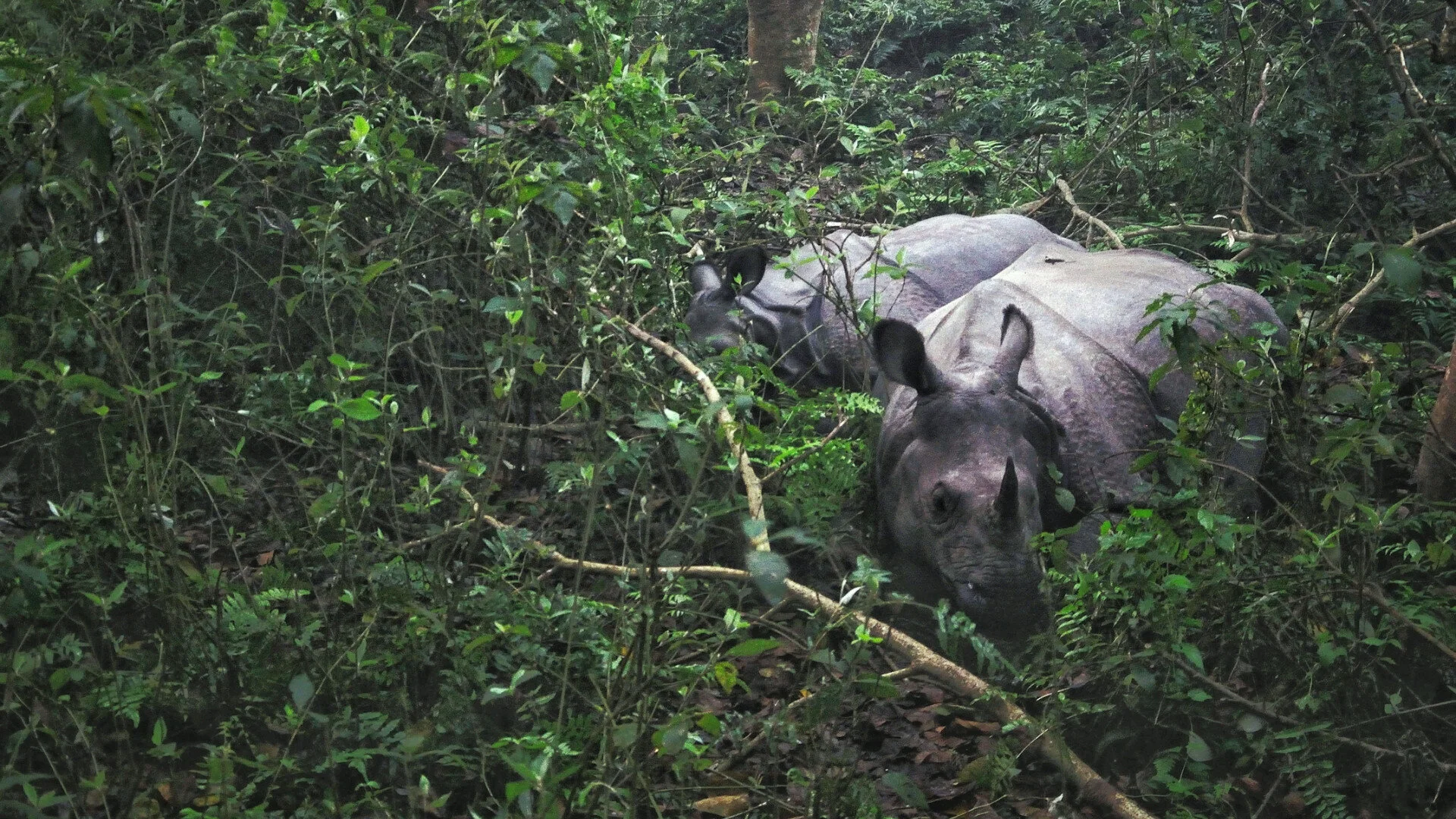 Nepal Through A Lens: A Pictorial Adventure - Part I