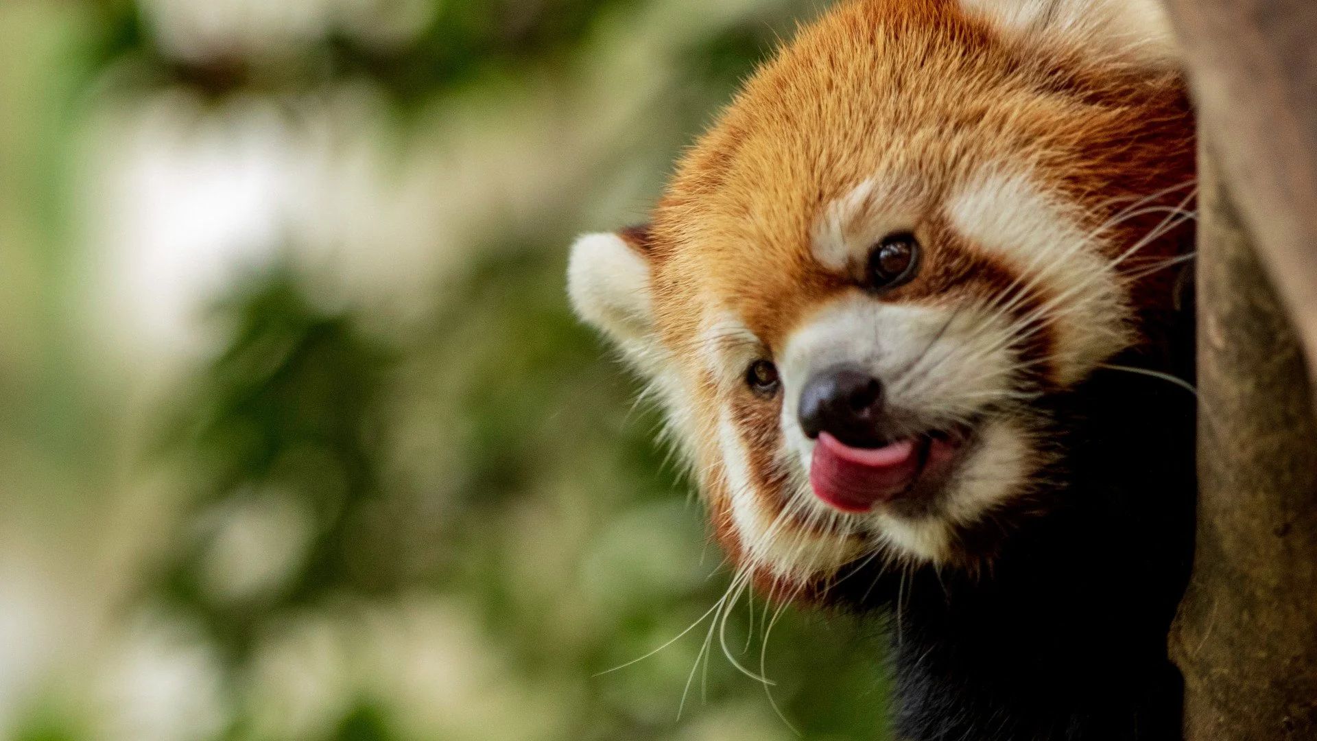Endangered Fauna of Nepal