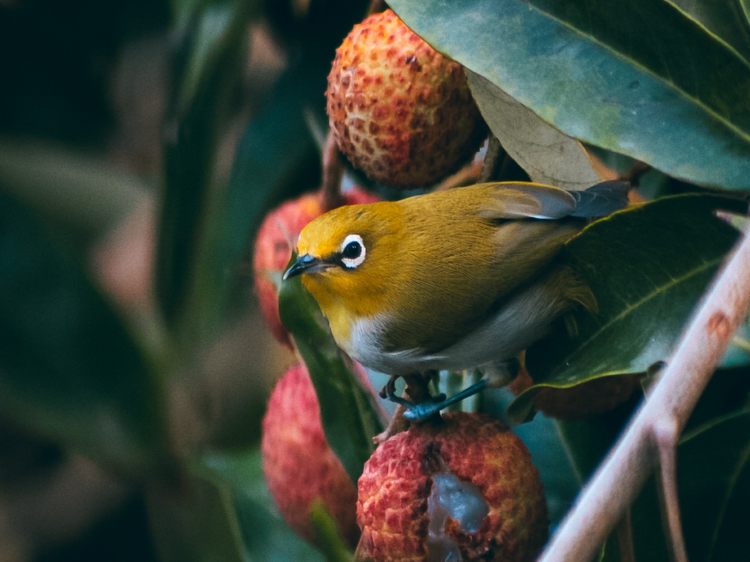 The Enchanting Avian Varieties of Nepal: A Paradise for Birdwatchers