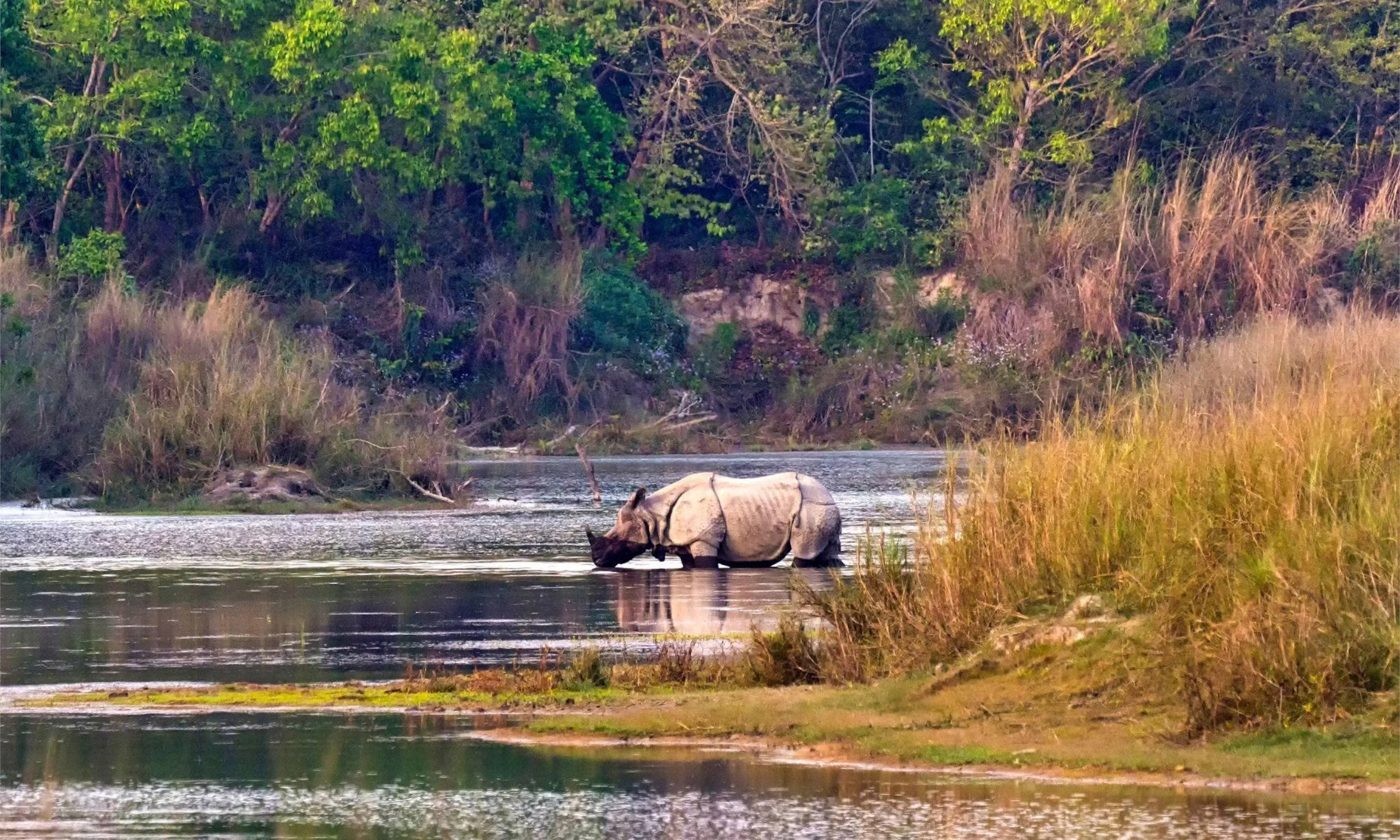 Jungle Safari in Chitwan
