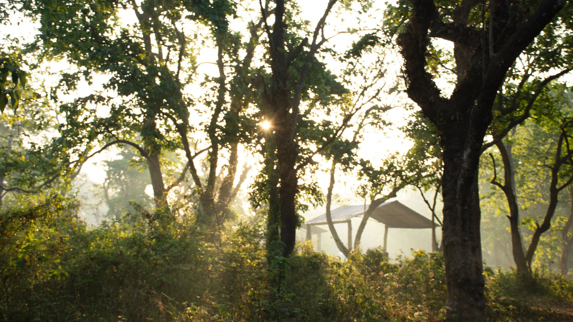 Exploring the Terai