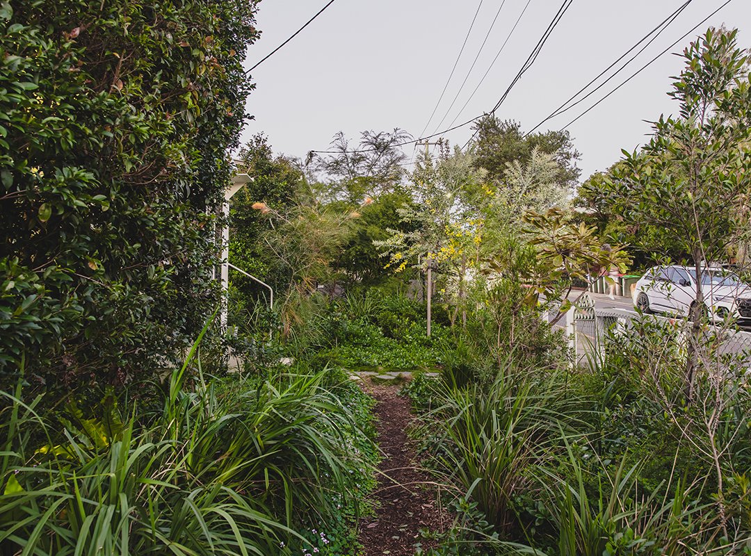 A narrow garden path lined with green plants and shrubs, with trees and bushes on either side, alongside a residential street with parked cars and overhead power lines.