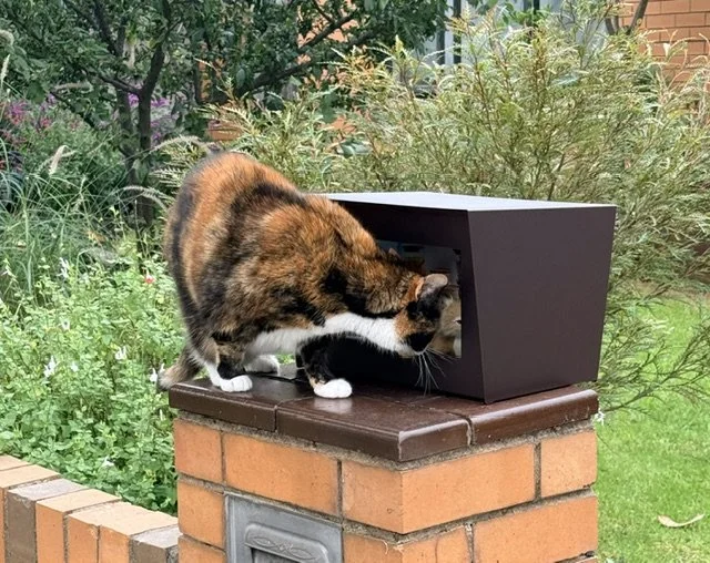 A calico cat looking into a Wunderbox on a garden fence.