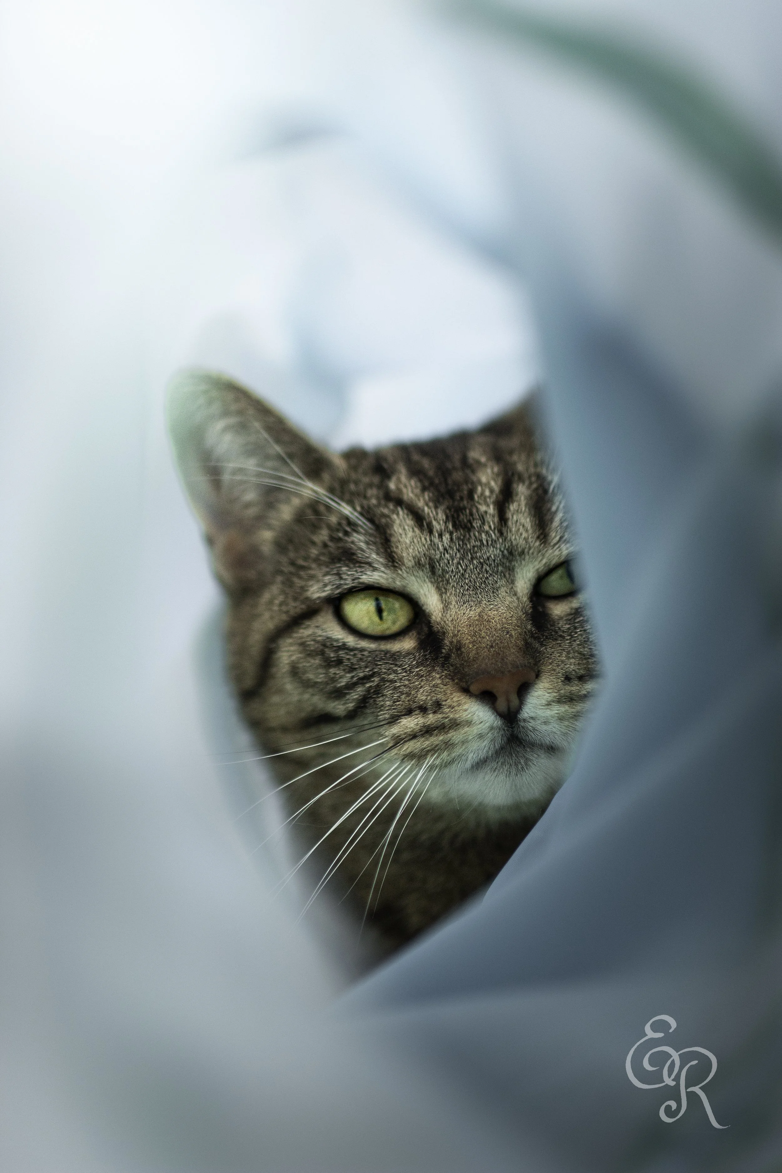 IMG_7547-Edit.jpg