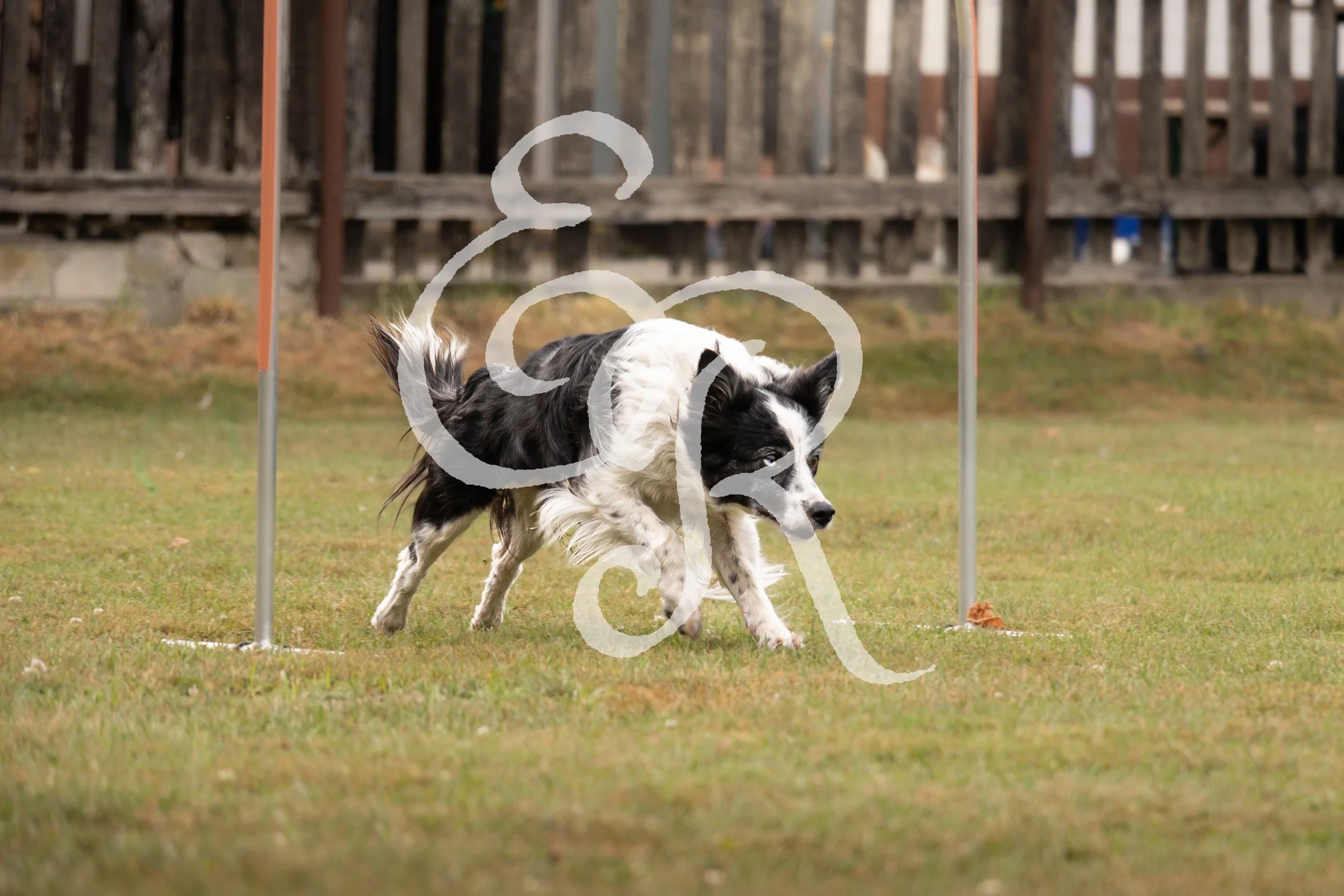 IMG_1957.jpeg