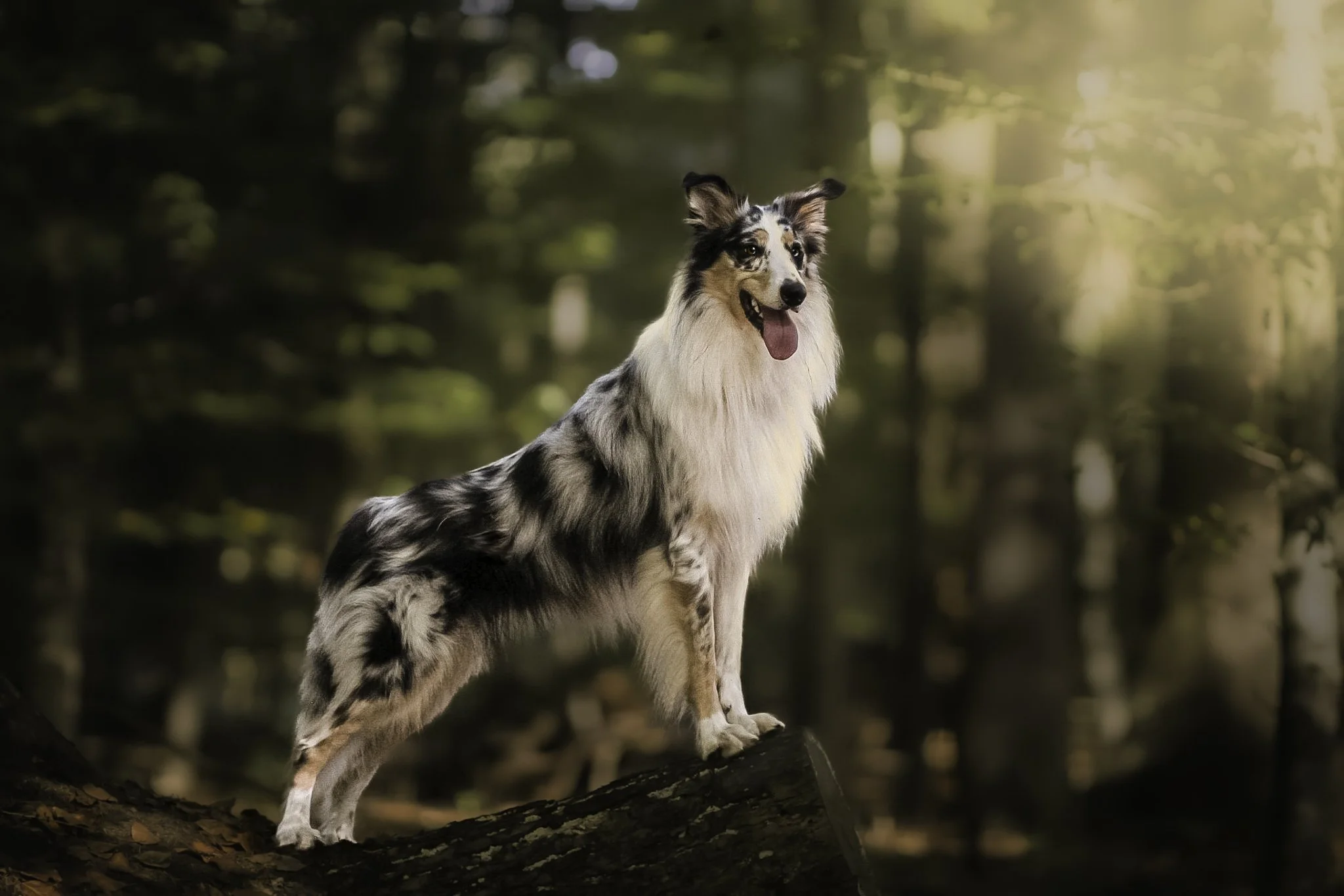 Hunde