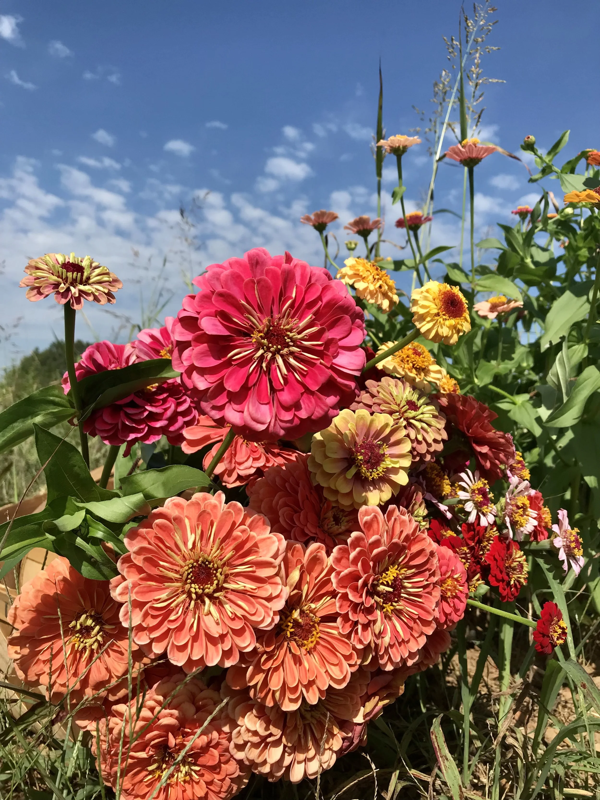 flowers.jpeg