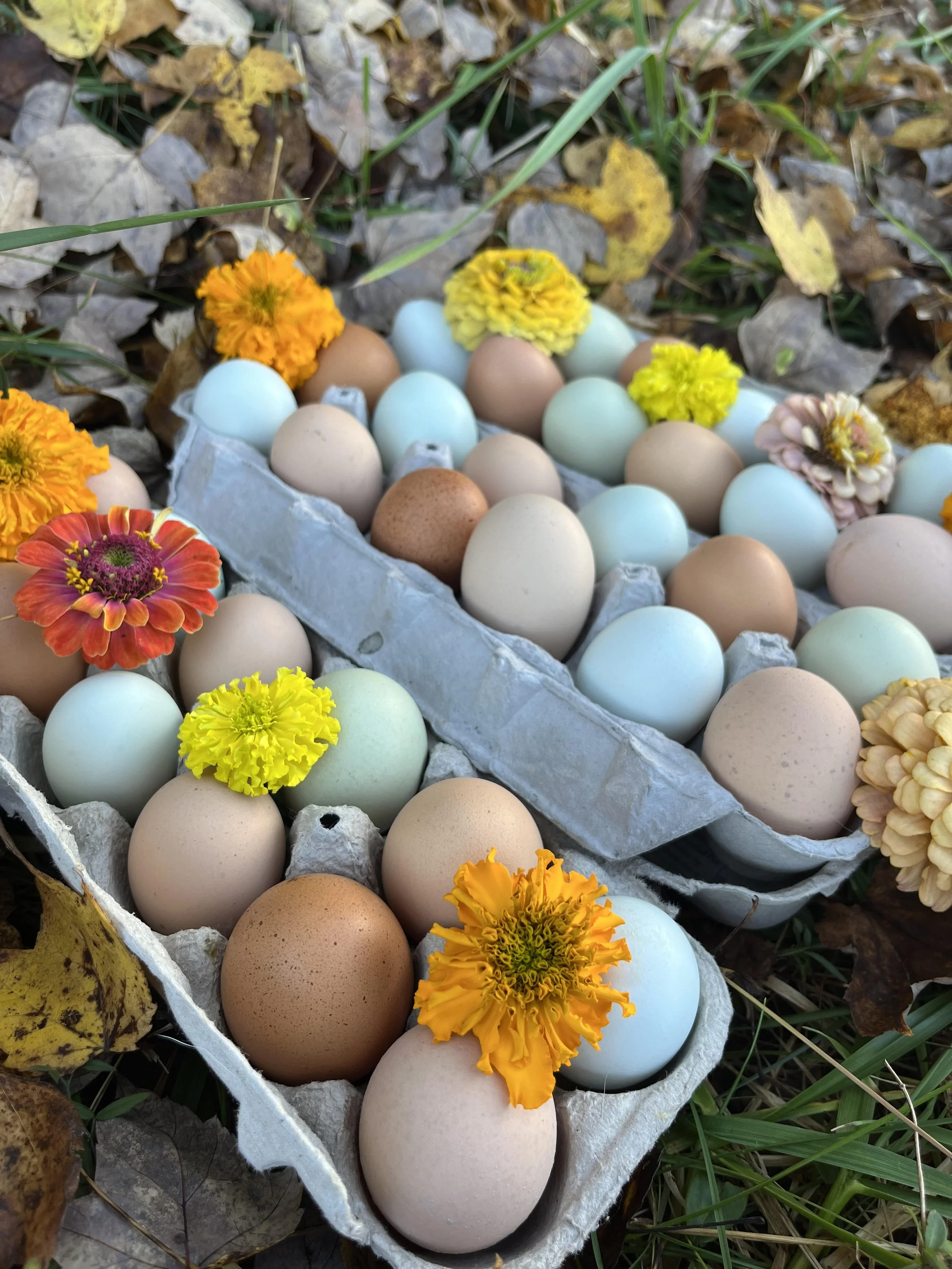 Fresh Rainbow Eggs