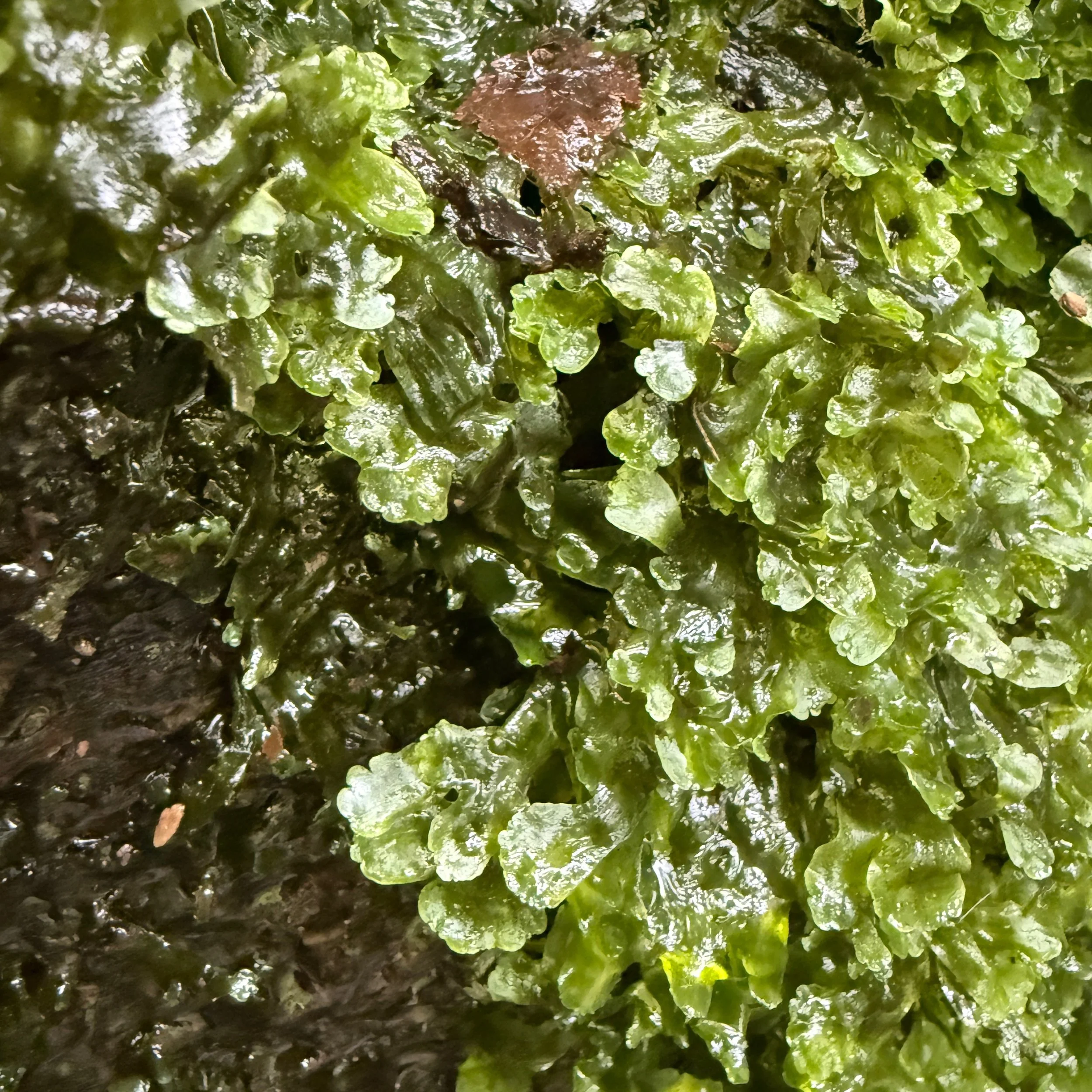 Moments of Noticing 🌿

It&rsquo;s easy to miss the smallest things when we are rushing through life. 

I almost walked straight past this!

Nestled against the rock, catching the water seeping through the landscape, was this tiny world of delicate g