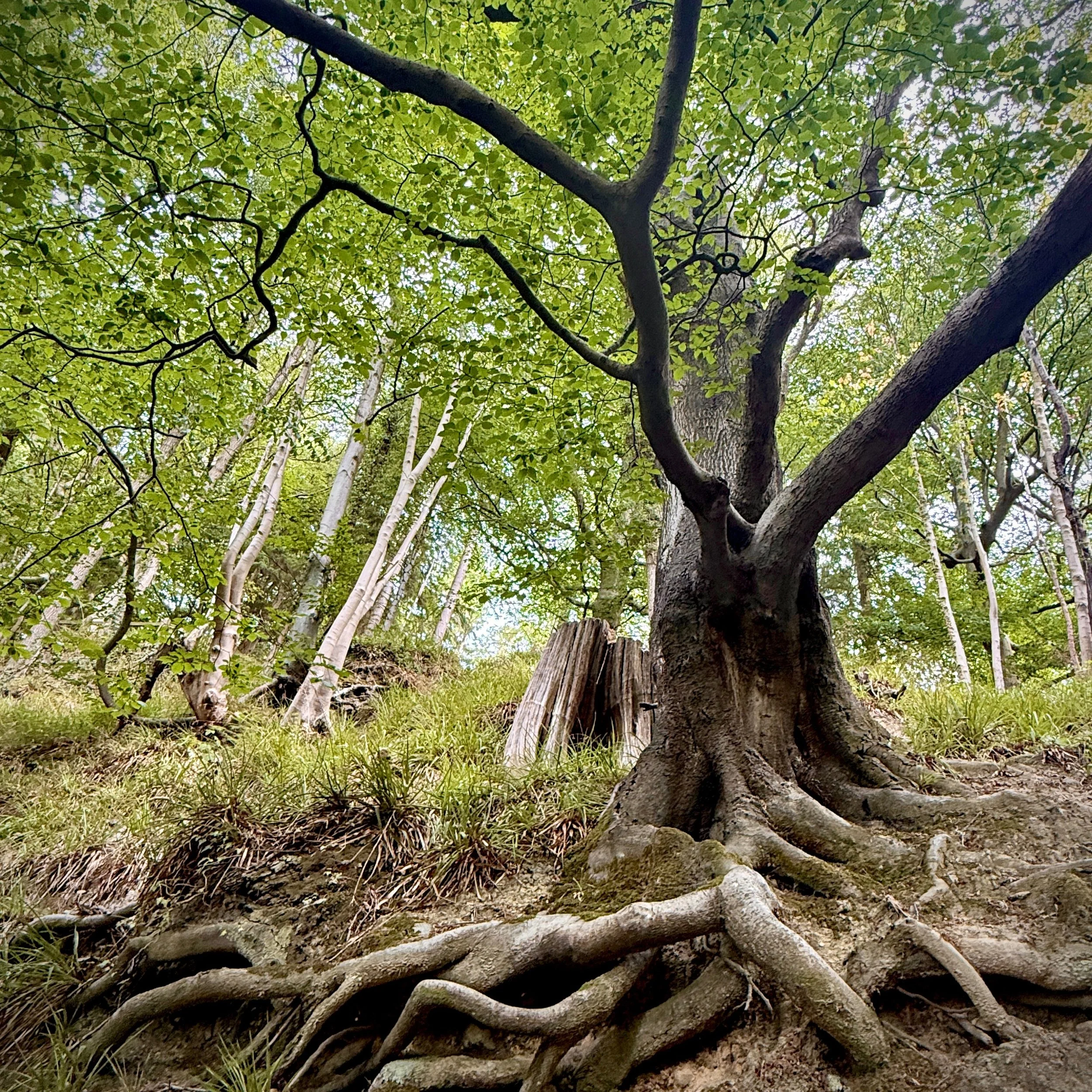 Moments of Noticing 🌿

Sometimes, the tree lets us see its remarkable world of wisdom beneath&hellip;

A hint of the root system below the surface. 

Thank you for walking with me.

Tracey Anne x 🌿

#MomentsOfNoticing #TraceyAnneGreenArt #ArtInspir