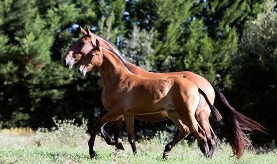 Lusitano mare and foal