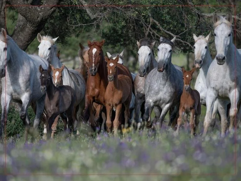 Spanish broodmares and foals