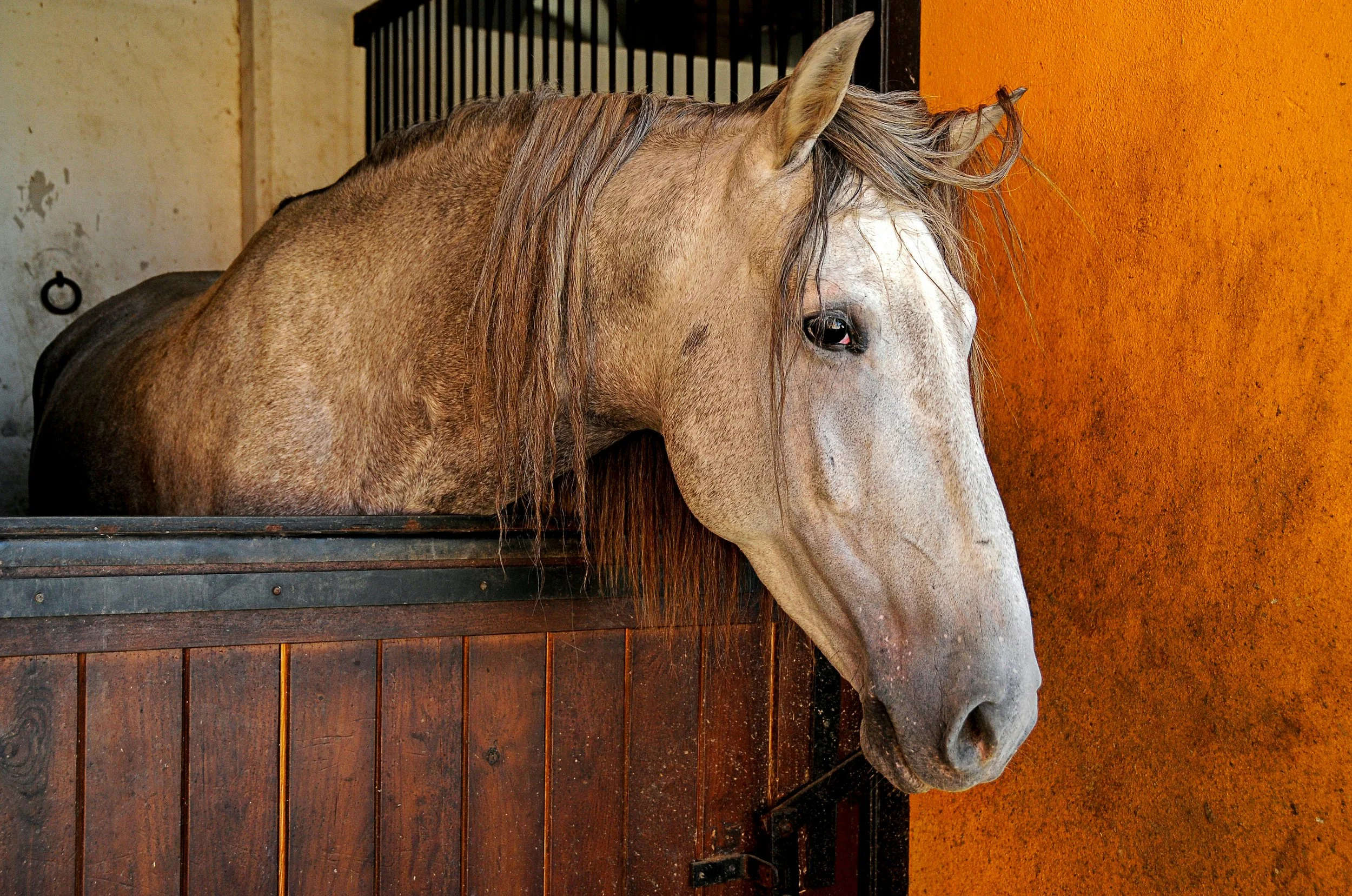 A light brown horse resting inside a stable with wood and orange wall background.