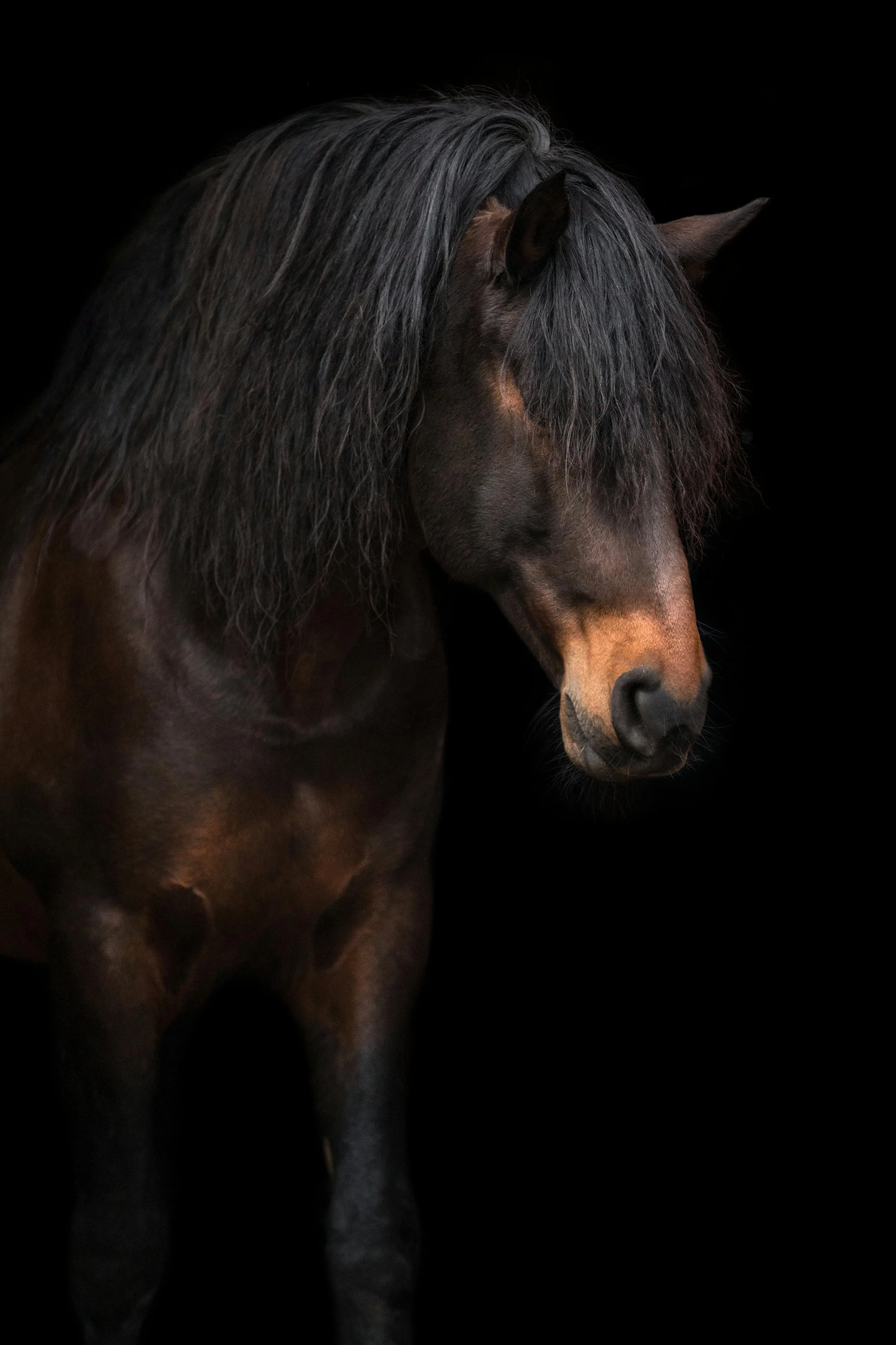 Spanish Horse
